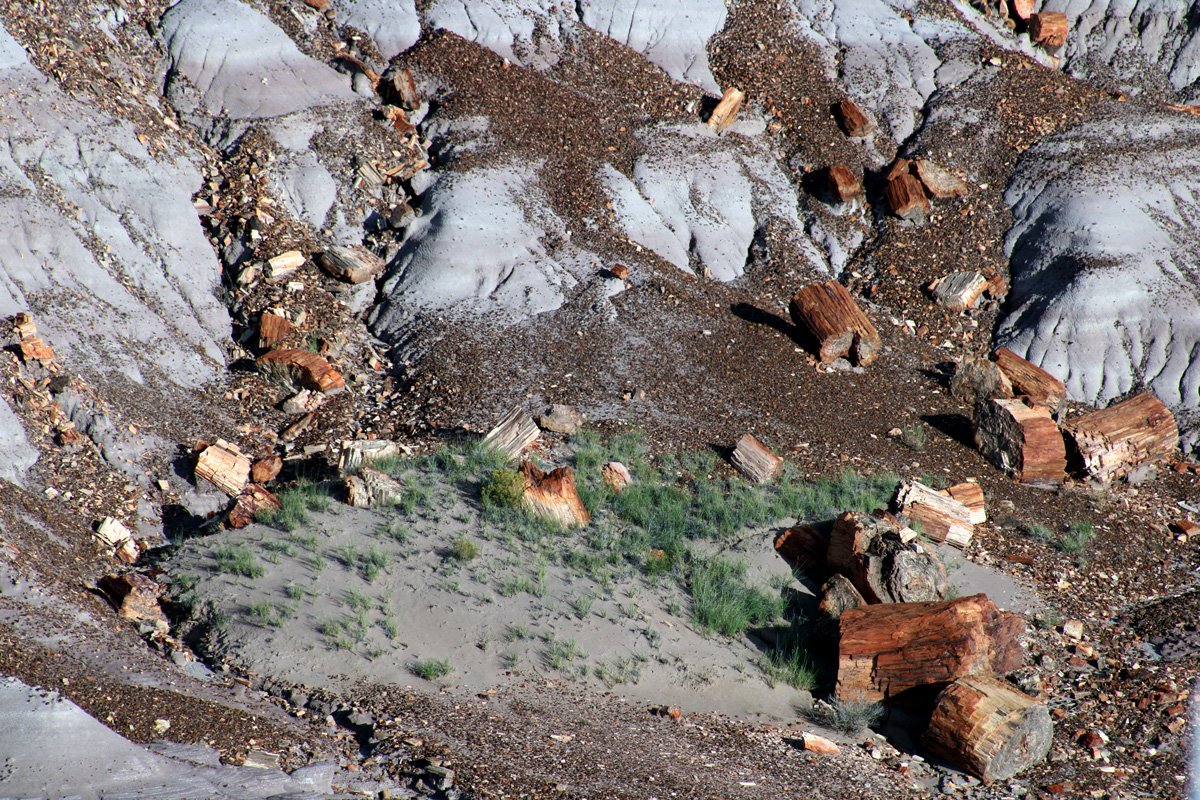 Petrified Forest