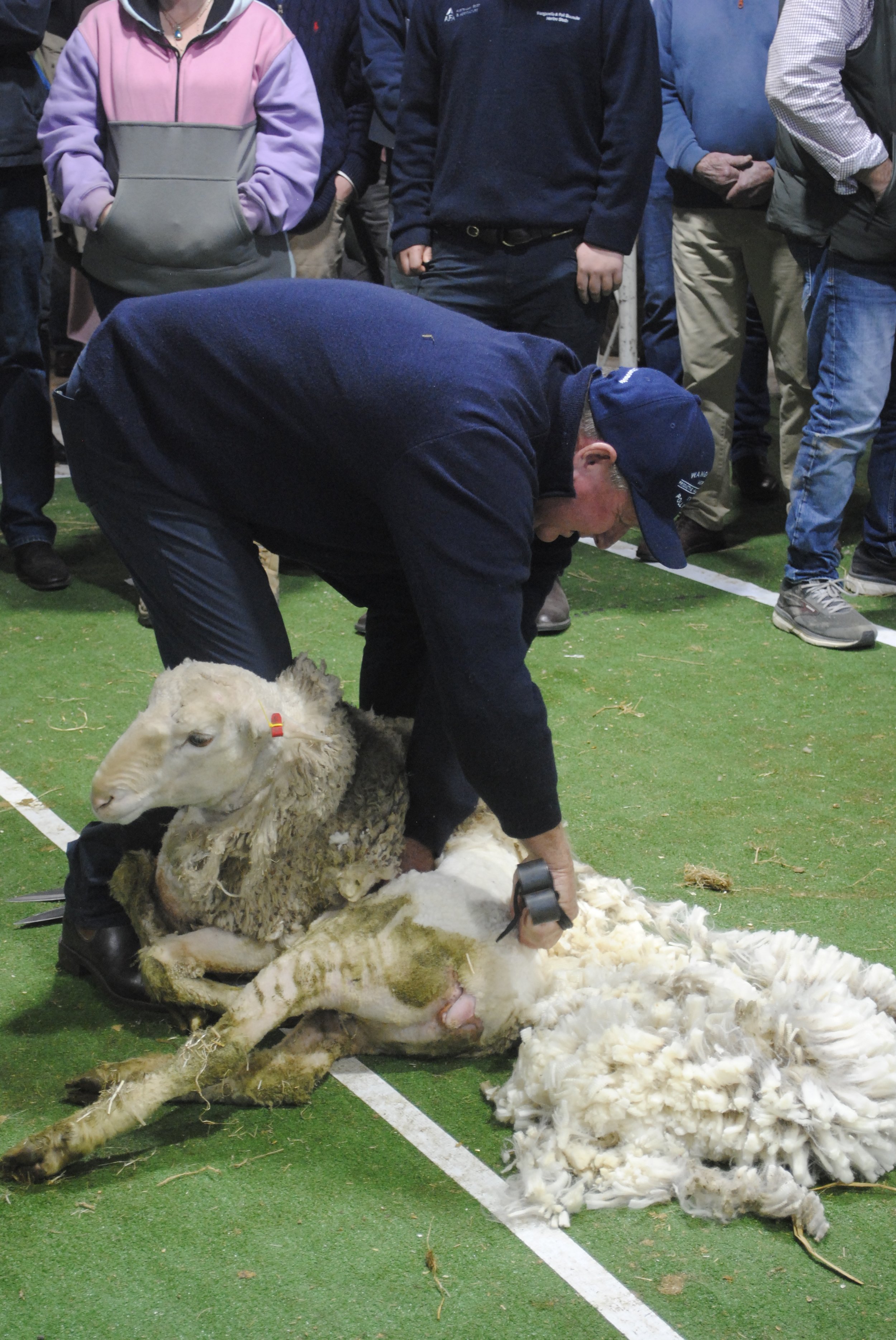 2023 Sheep Show (26).JPG
