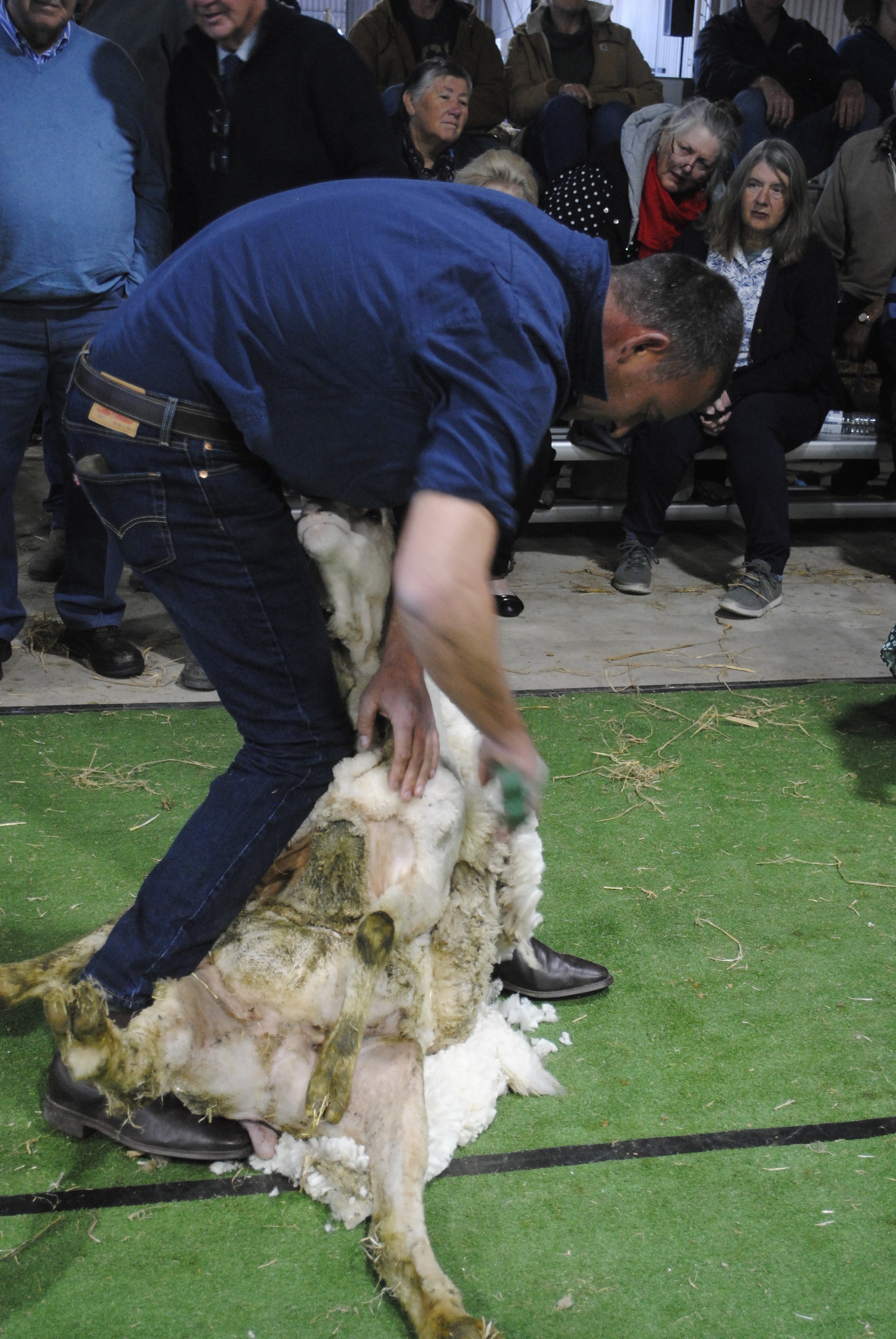 2023 Sheep Show (34).JPG