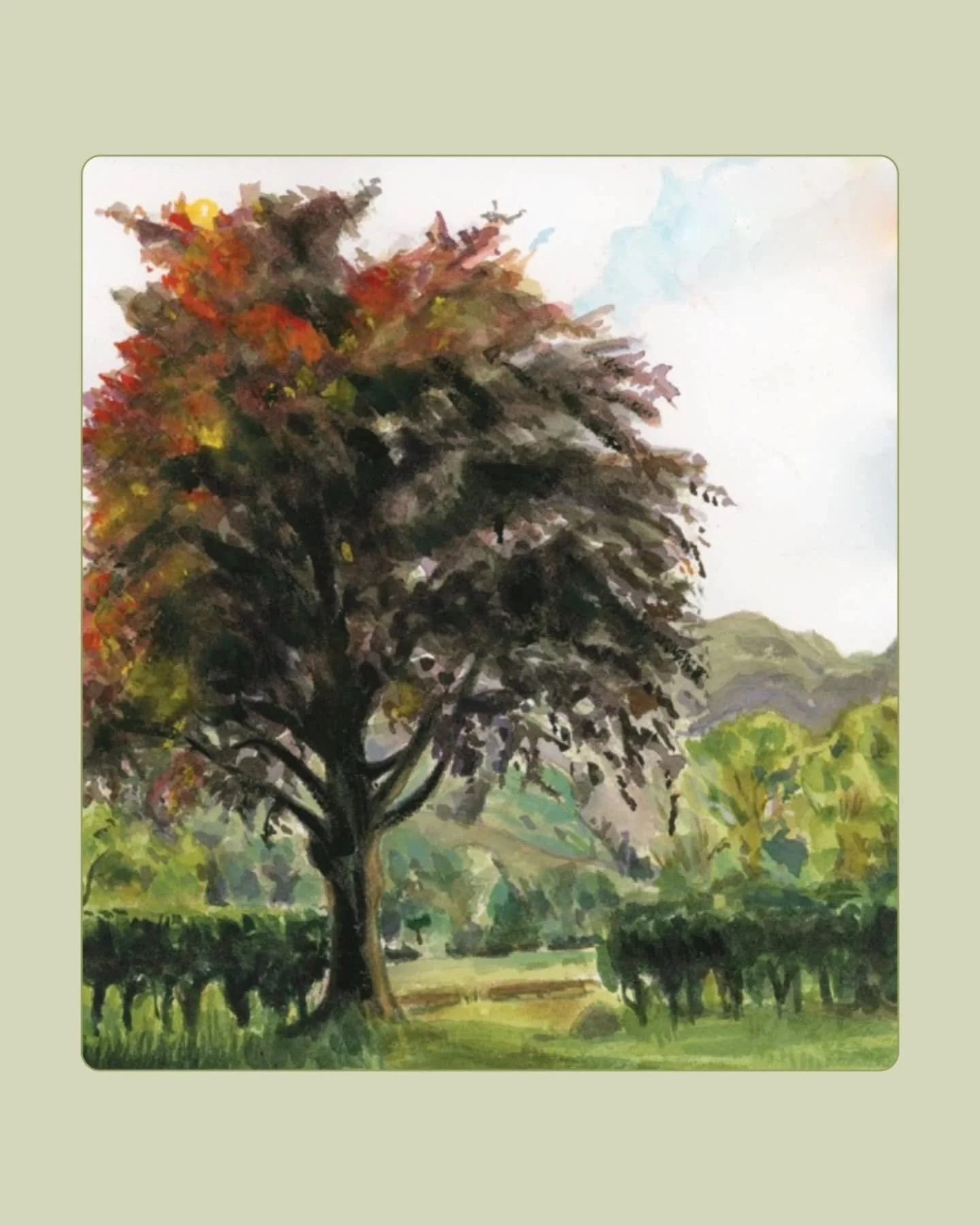 Here are some watercolour paintings that I made for a family wedding that just happened last weekend.

The tree picture is the view at the wedding venue @lancrigg_grasmere where @angiemary0405 and Uncle Rob got married (right beneath the tree)! The s