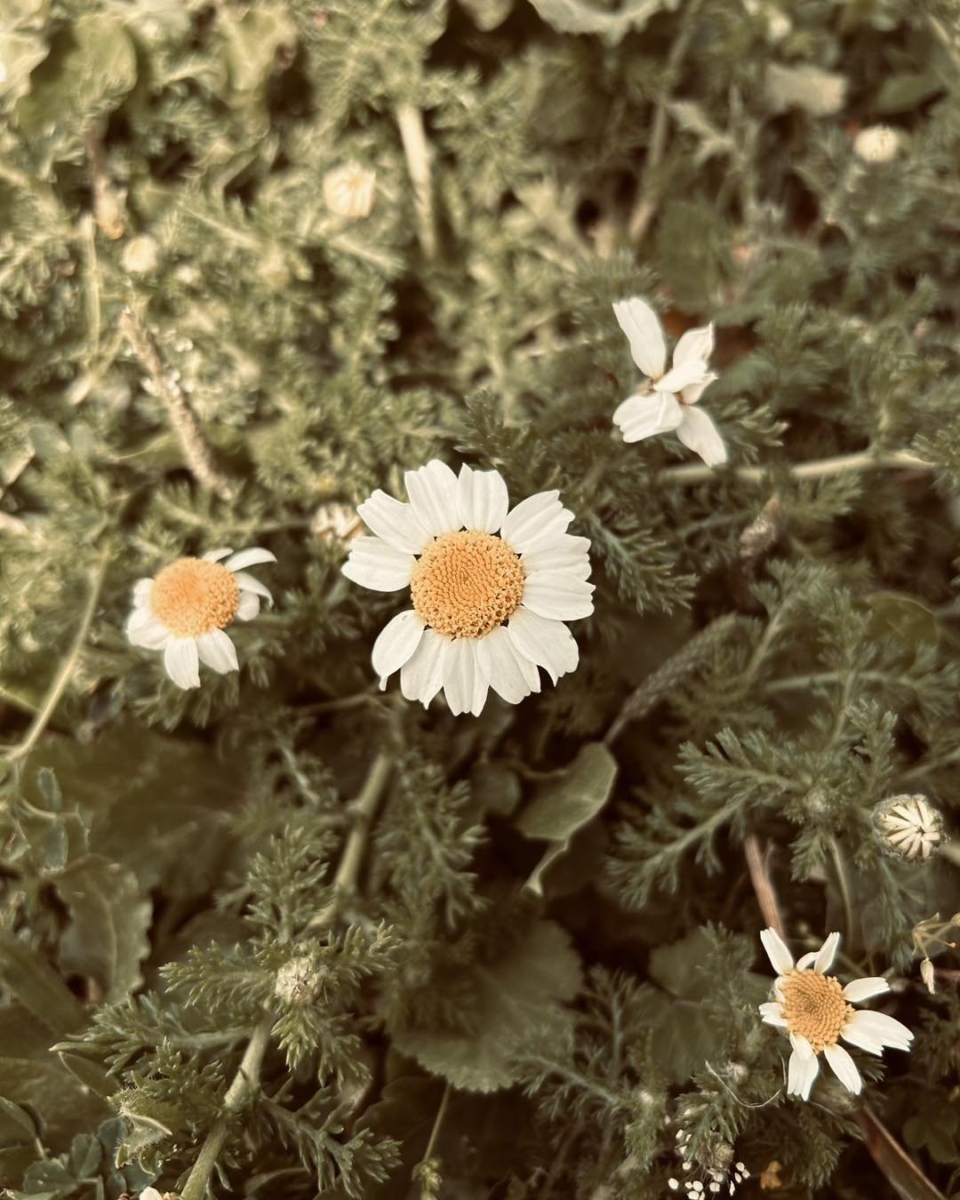 Dein innerer sicherer Raum- die Natur lebt es uns vor💜

M&ouml;chtest du in Kontakt treten mit deinem inneren sicheren Raum, Zeit haben f&uuml;r dich, im Kreis mit anderen Frauen?

Am 19.4.24 19:30-21:30 &ouml;ffne ich den Raum f&uuml;r dich.

F&uum