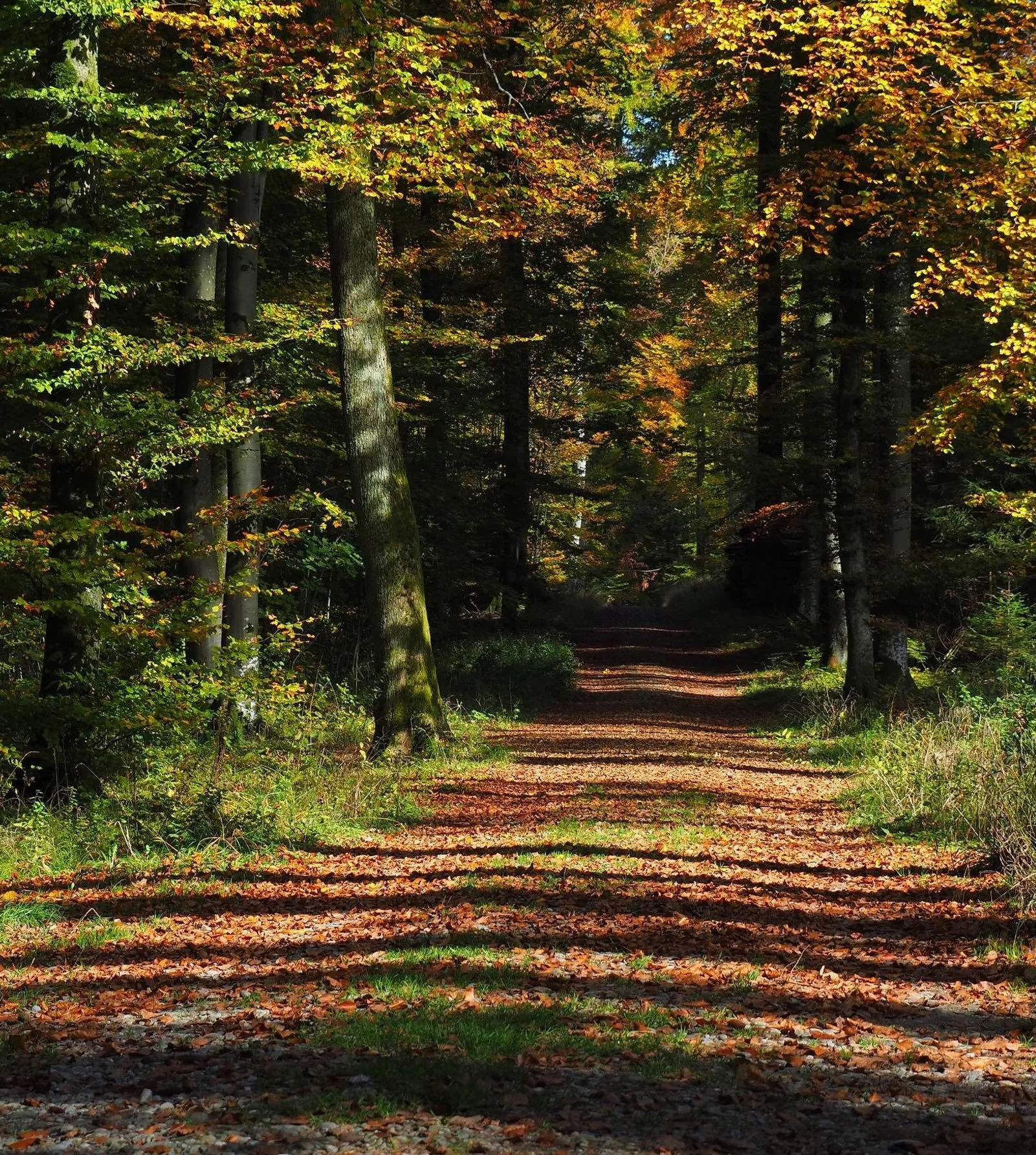 forest &hellip; for rest