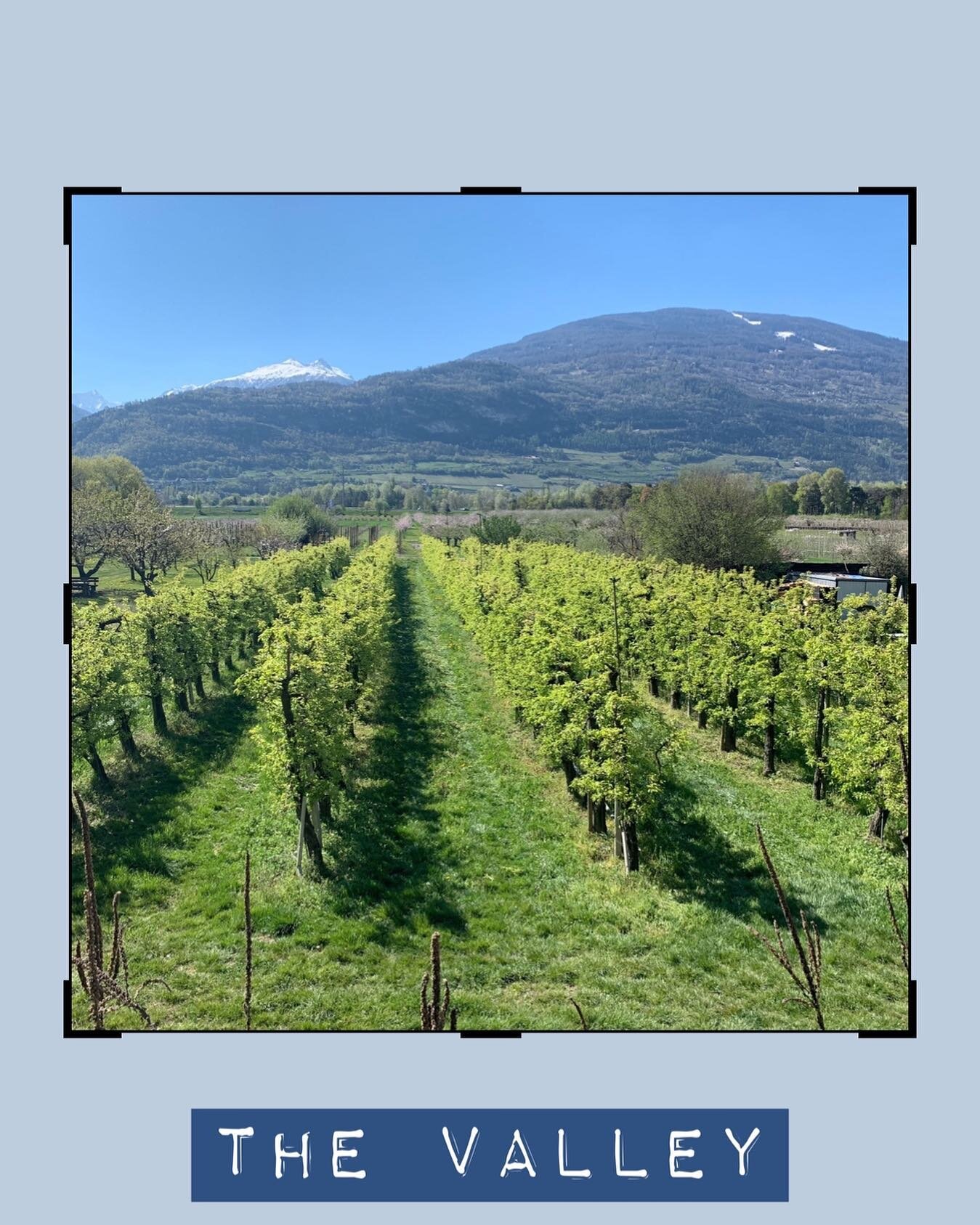 It&rsquo;s not just about the mountains. 

The Valais is one of the sunniest 🌞parts of Switzerland 🇨🇭 which in turn provides the perfect landscape for fruit growing and wine production. Walking alongside the charming, quiet paths alongside The Rh&