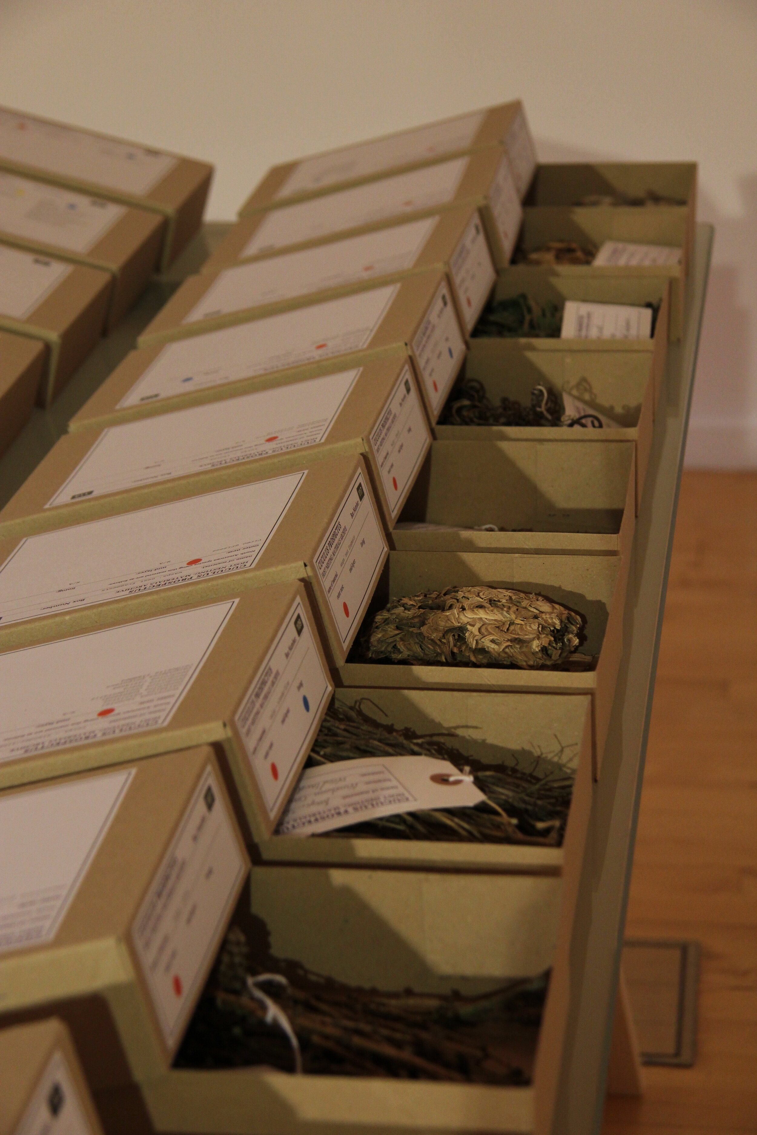 Cuculus Prospectus, 2011.