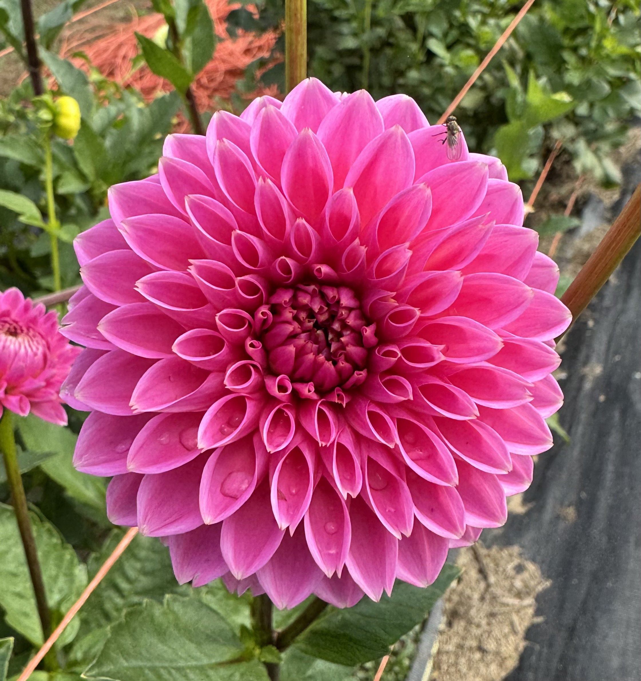 Pink Sylvia (Sandra)