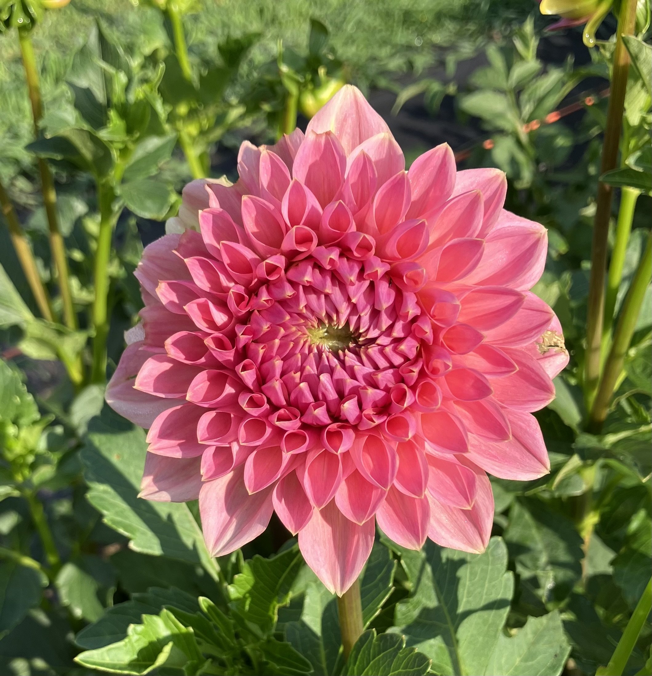 Ask with Minnie (limit 1)