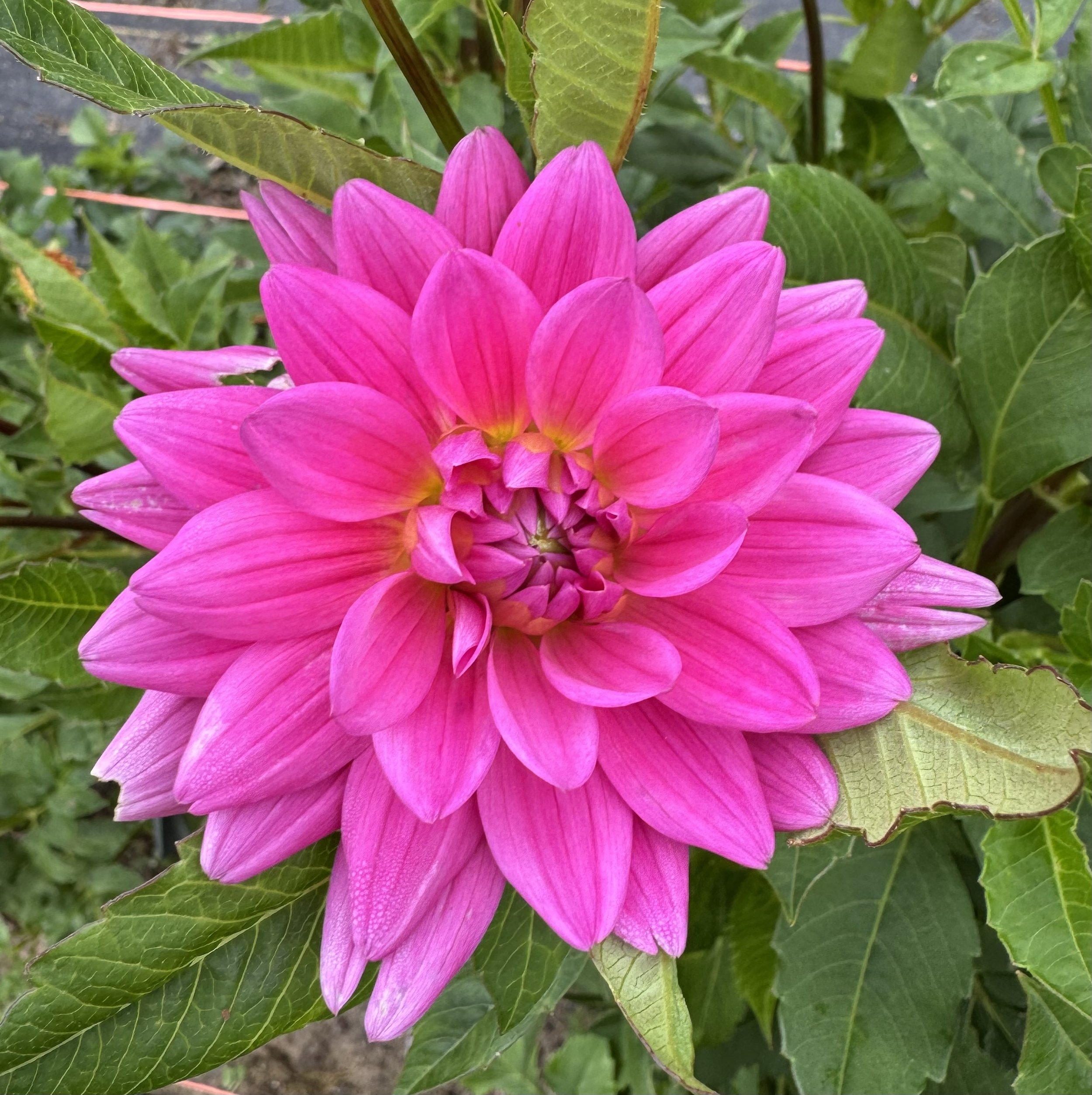 Hollyhill Sweet 16 (limit 1)