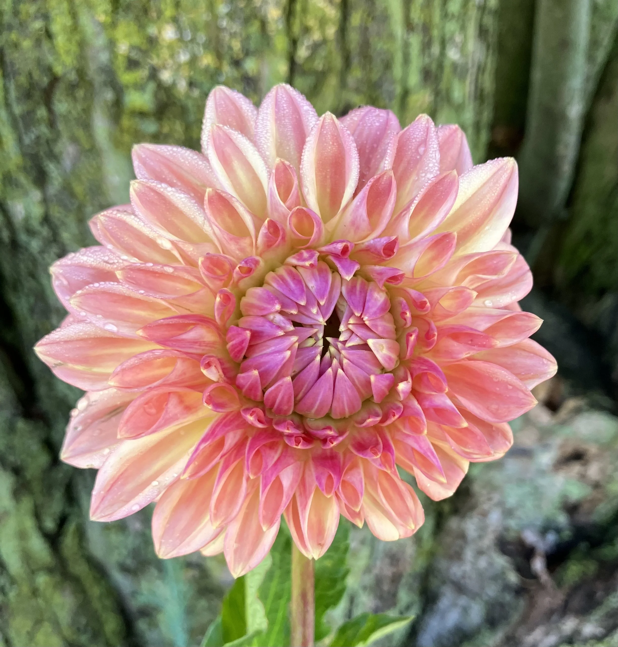 Bloomquist Alan (limit 1)