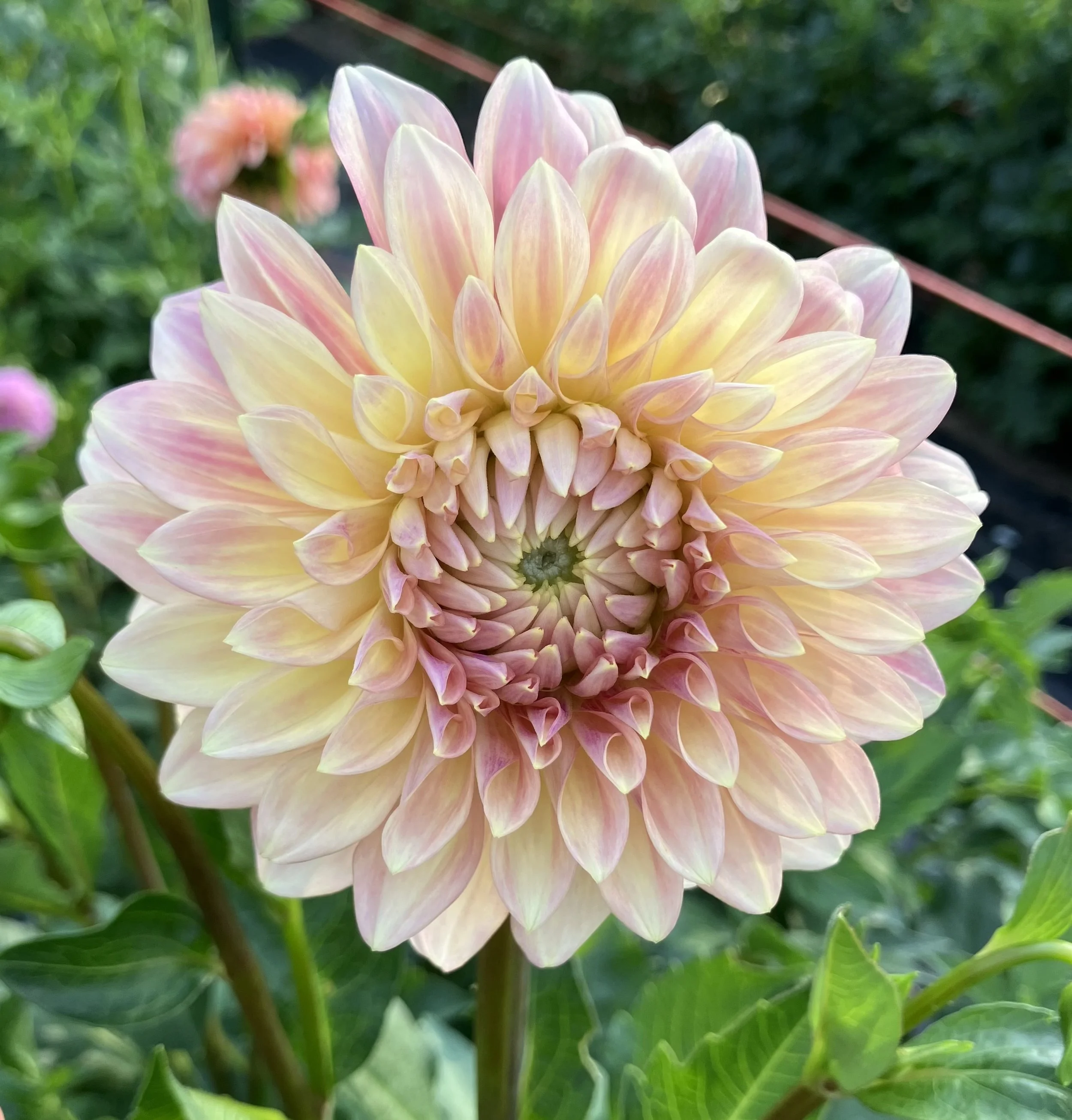 Country Charm (limit 1)