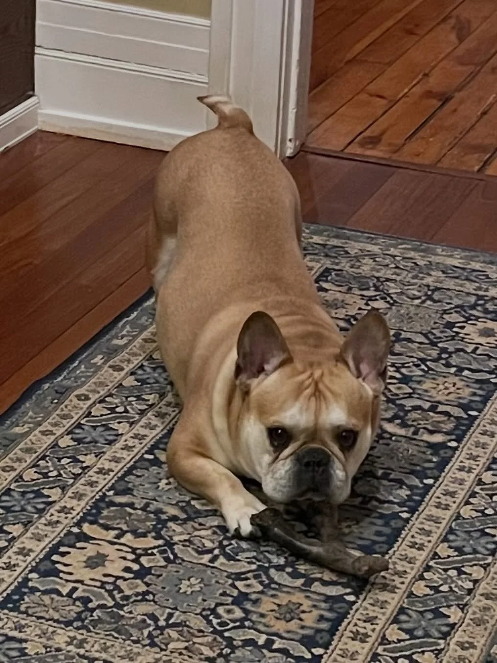 That&rsquo;s a lot of butt! Ready to play. 

#breweryardennes #ardennesbrewing #barleyandhops #barleyandhops❤️🐾 #frenchbulldog