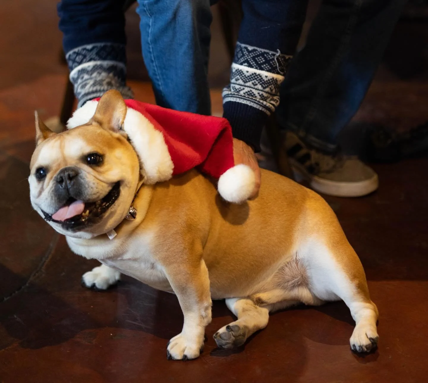 Whew - all those deliveries took it out of Santa Barley!

#breweryardennes #ardennesbrewing #ardennesbrewery #frenchie #frenchiebulldog