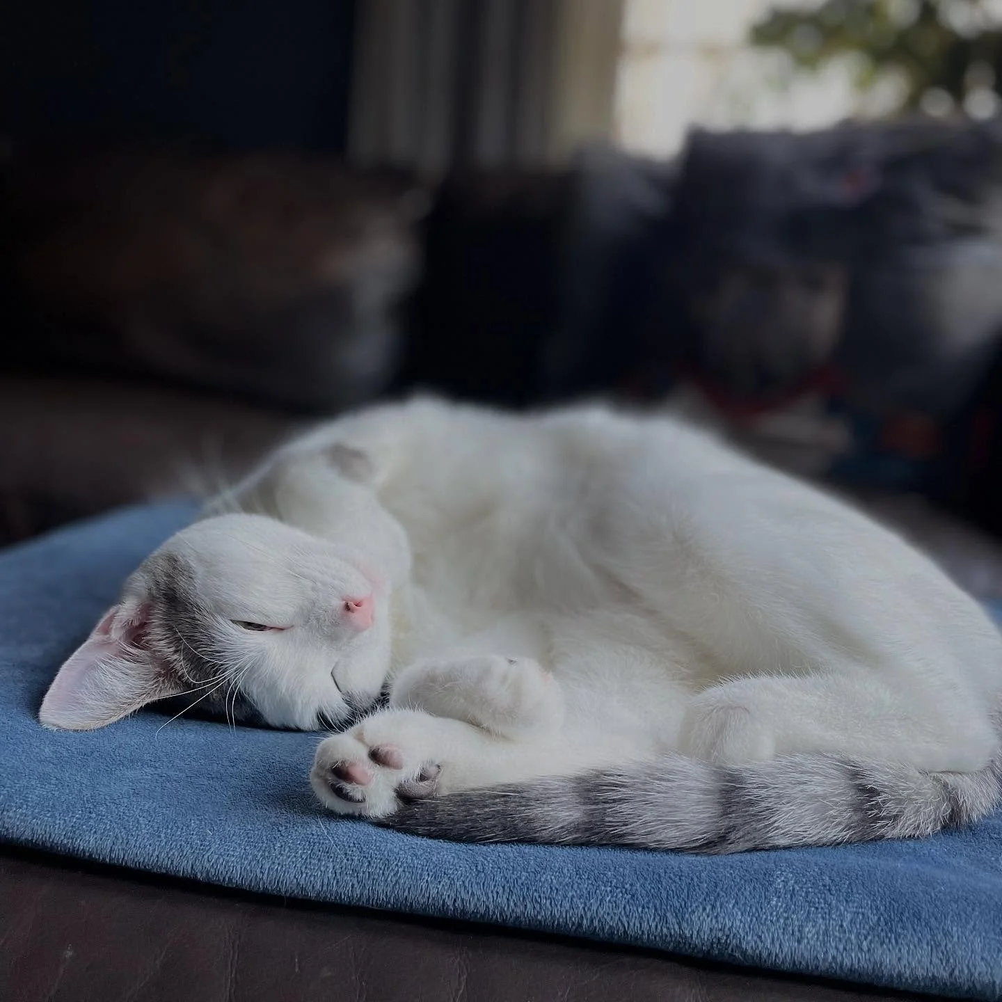Happy National Cat Day! Ms. Chimay is finally getting the attention she deserves - move over Barley and Hops! (at least for today) 🐾