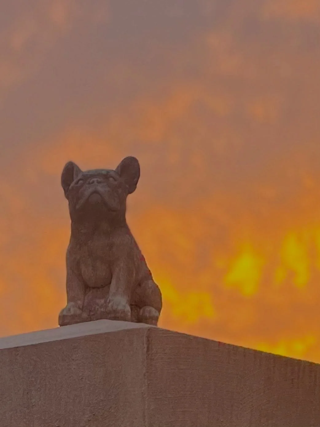 Magestic Frenchie!

#barleyandhops #frenchie #frenchbulldog #frenchies #ardennesbrewing #breweryardennes