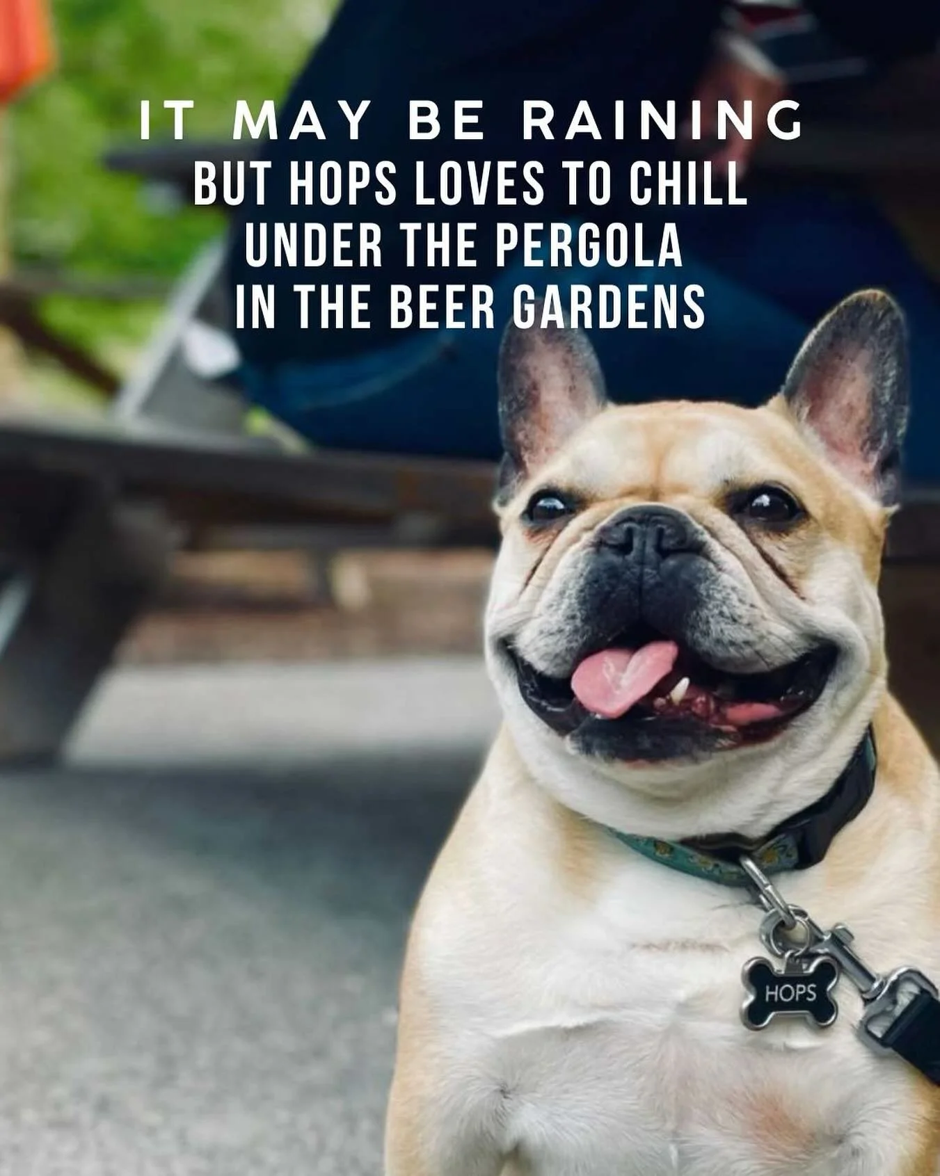 Rain or shine: a Frenchie is up for adventure!

#breweryardennes #ardennesbrewery #ardennesbrewing #genevany #flxbrewery #flxbeer #barleyandhops #brewdogs #frenchie #frenchbulldog