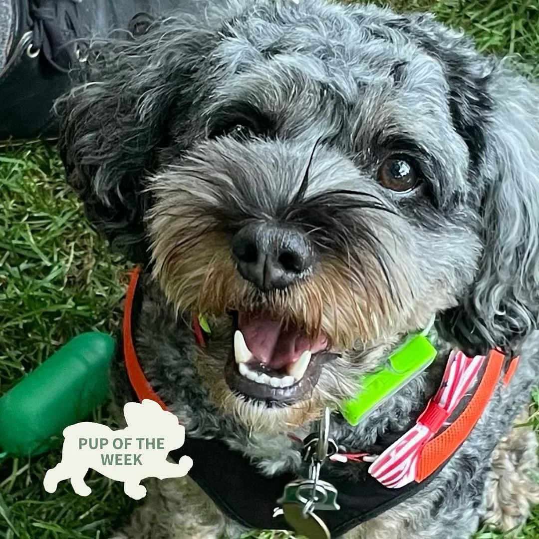 Someone is all smiles about an afternoon out in the Beer Gardens at  @breweryardennes 

#beergarden🍻 #genevany #flxbrewery #flx #flxbeer #ardennesbrewing #ardennesbrewery #brewerydog #brewerydogs #barleyandhops
