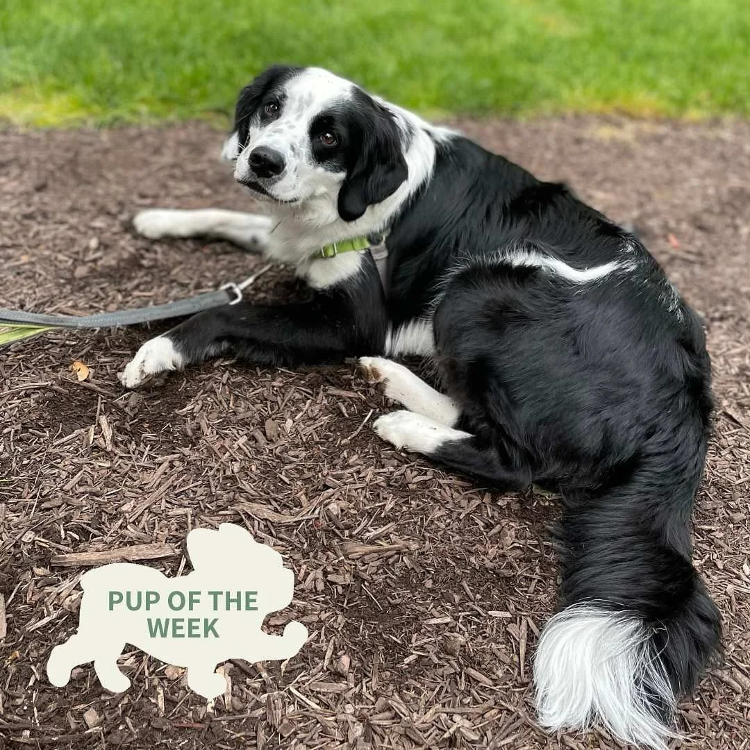This is my &ldquo;A+ material&rdquo; for a bite of your burger&hellip;.

#breweryardennes #ardennesbrewing #flxbeer #flxbrewery #beergarden #barleyandhops #genevanyflx