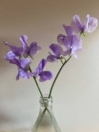 Sweet pea 2.jpeg