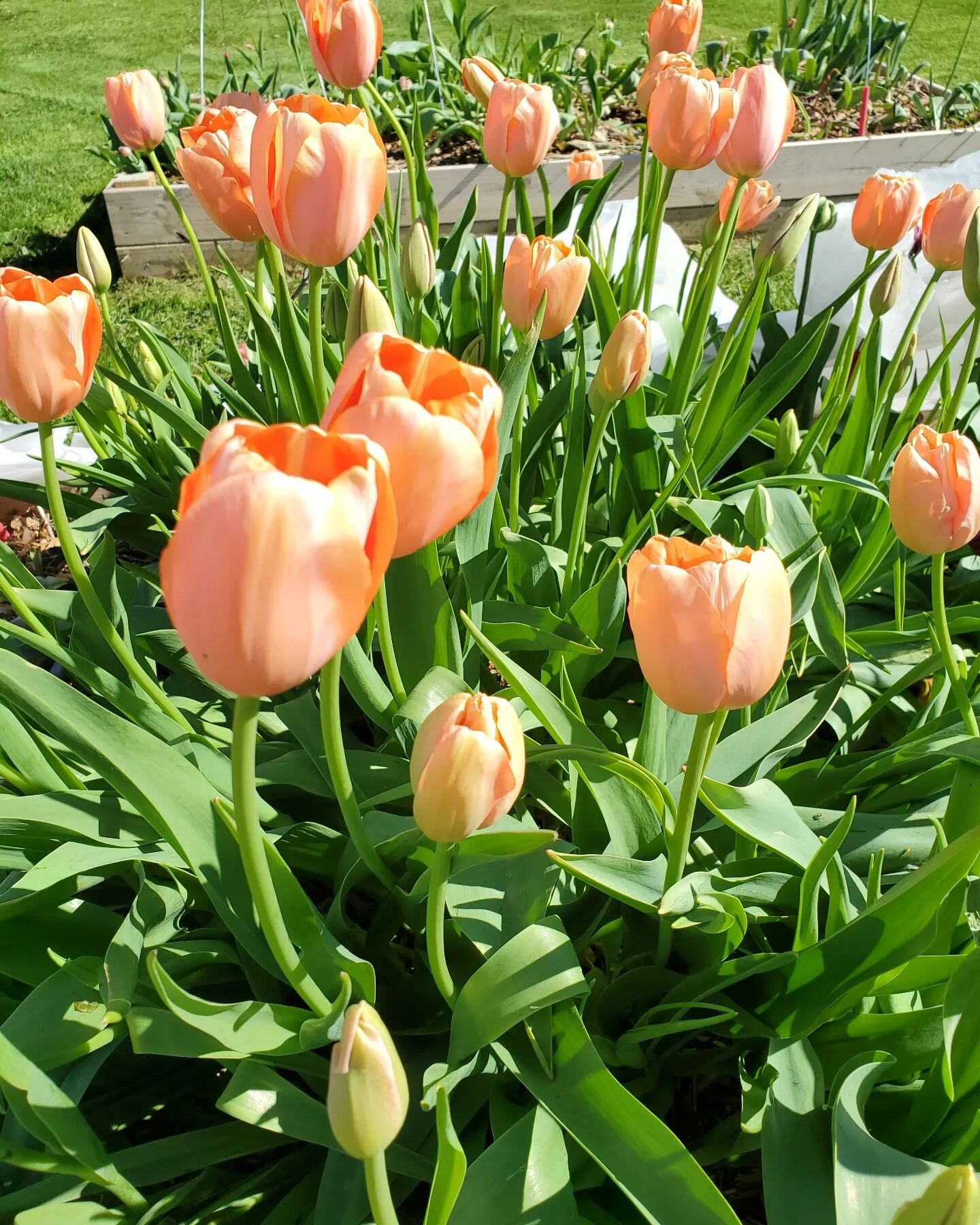 My last blooming tulips!! They are the most perfect glowing slamon with RIDICULOUSLY long stems. I have a few dozen left. I am updating the website now for anyone who still needs some spring flowers in their life! Delivery or farm pick-up available. 