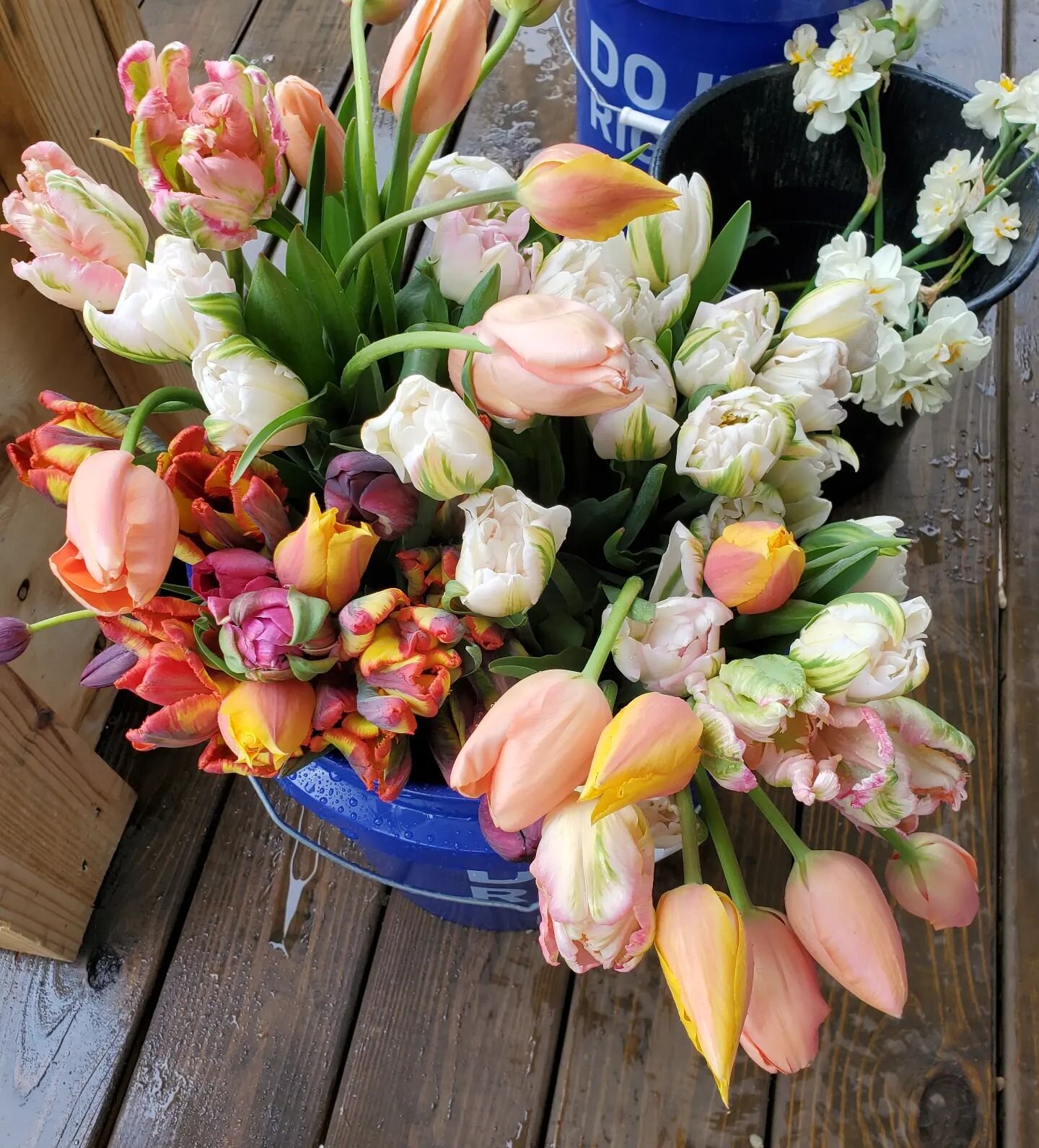 Hi! I have like 4 bouquets 💐 left for farm pick-up on my porch. You can reserve one on our website (link in bio) and grab them Saturday or Sunday! Easy peasy! 

I can't believe tulip season is coming to an end! It's so fast and furious but so worth 