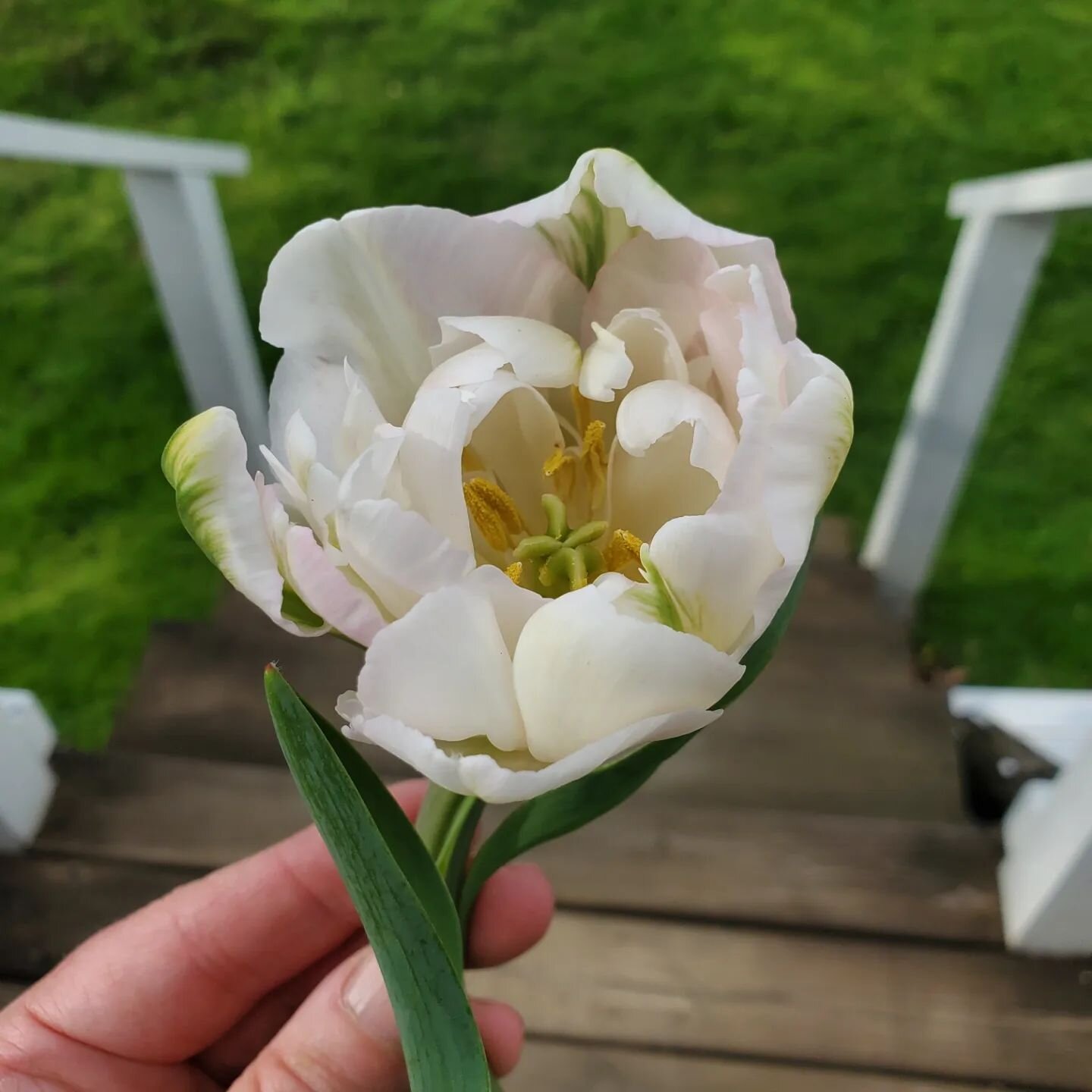 Mother's Day AND a 💐giveaway 💐

When I first purchased tulips last year to grow this season my ultimate goal was Mother's Day. I purchased only late blooming varieties in a hope we could make it to May 8th.... Friends, we made it to Mother's Day! I