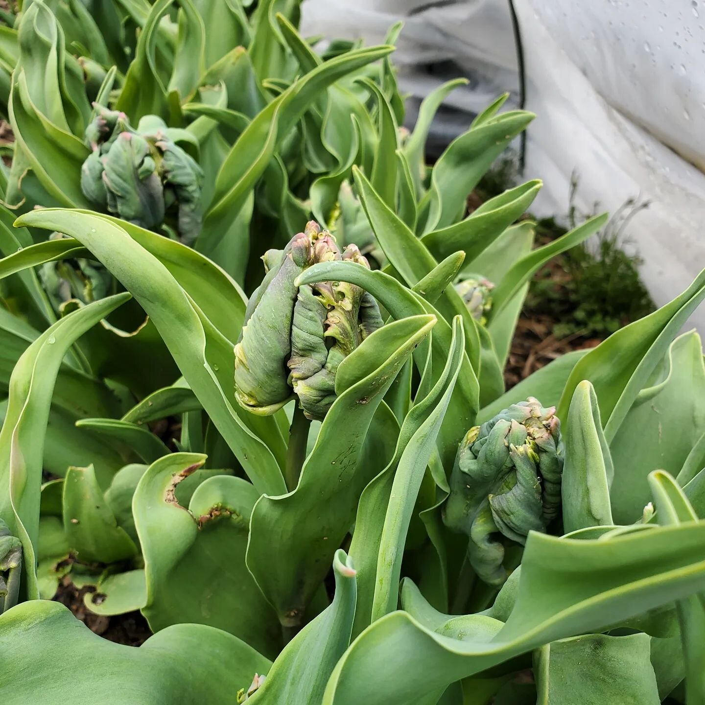 Blue parrot tulips are coming! I am so excited for these beauties. The stem will continue to lengthen with the rain over the next week or two and then it is harvest o'clock! 

Do you have a favorite variety of tulip? Let me know!