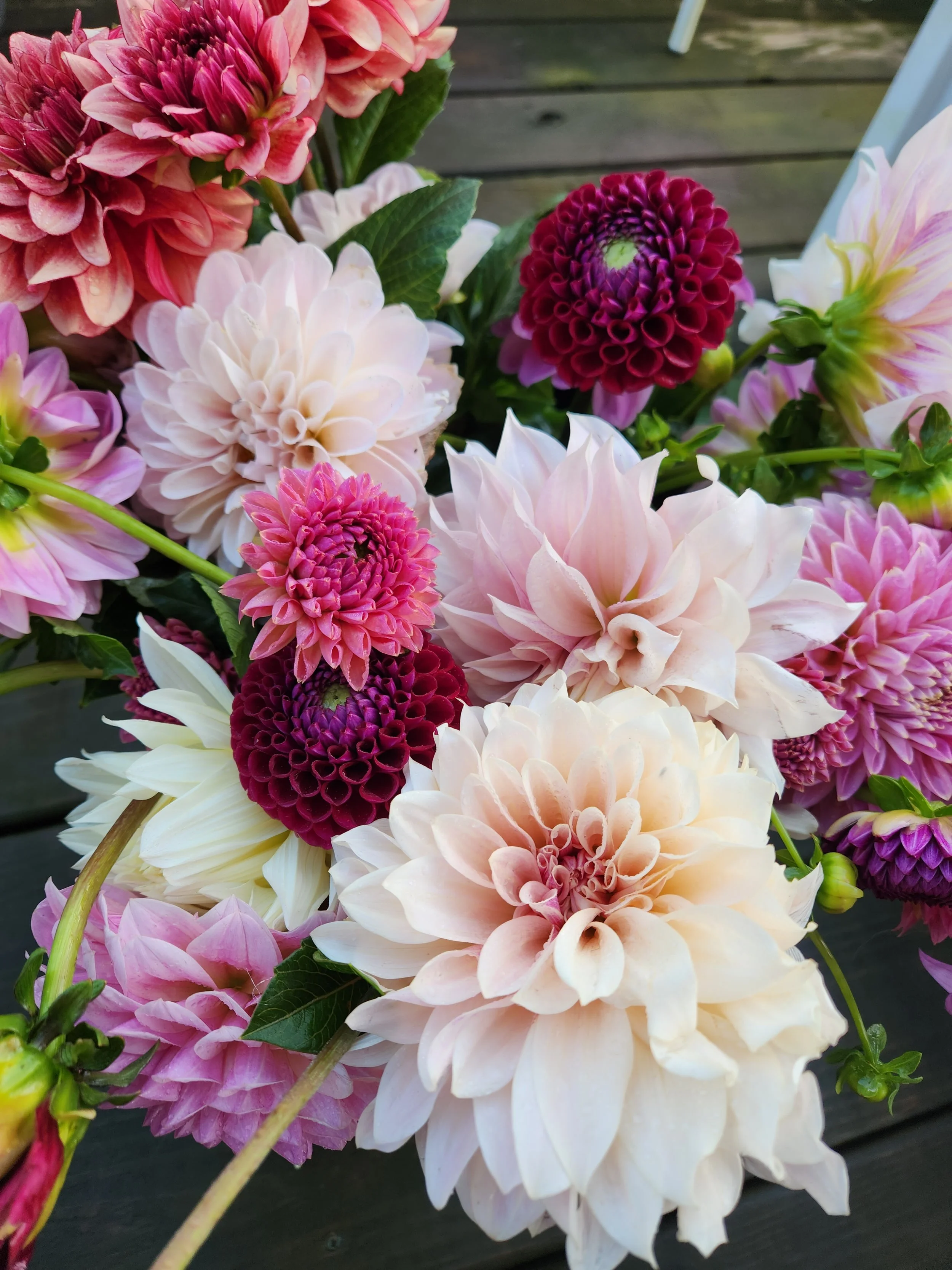 A vibrant bouquet of various dahlias in shades of pink, purple, and cream, set against a wooden background.