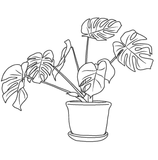 Line drawing of a potted monstera plant with large, split leaves.