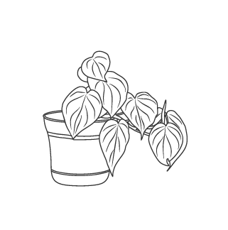 Line drawing of a potted plant with large, heart-shaped leaves