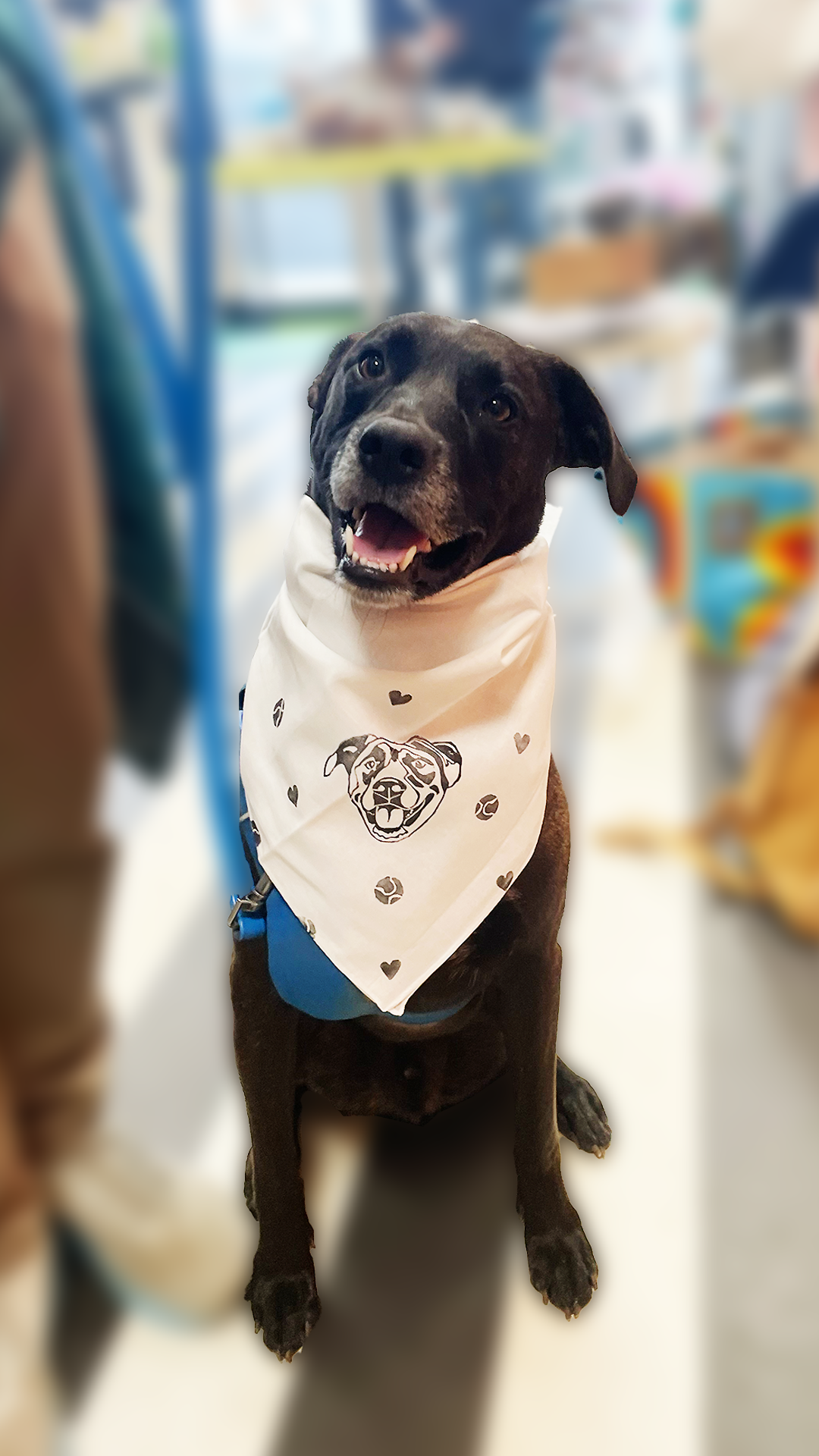BANDANA.png (Copy)
