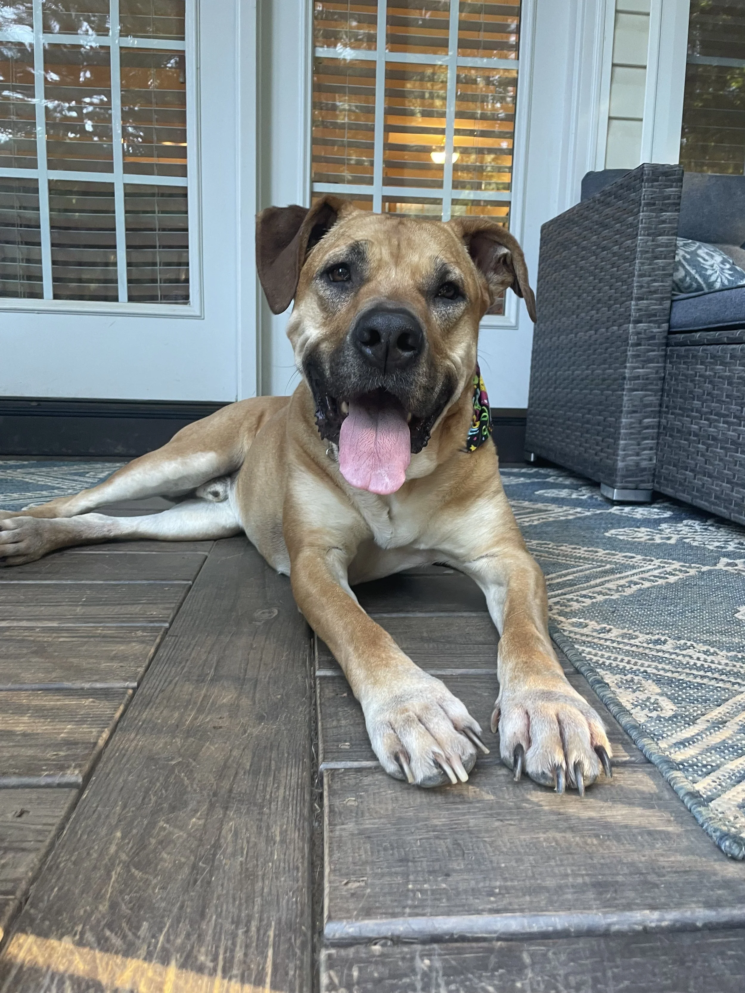 A happy brown dog with a black nose and pink tongue lying on wooden decking outside a house with white-framed glass doors and windows, and a wicker outdoor sofa nearby.