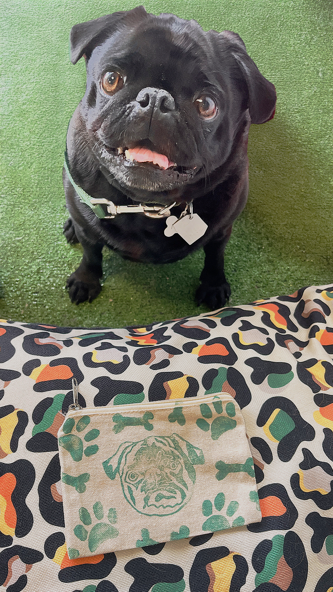 NASH PUG.png