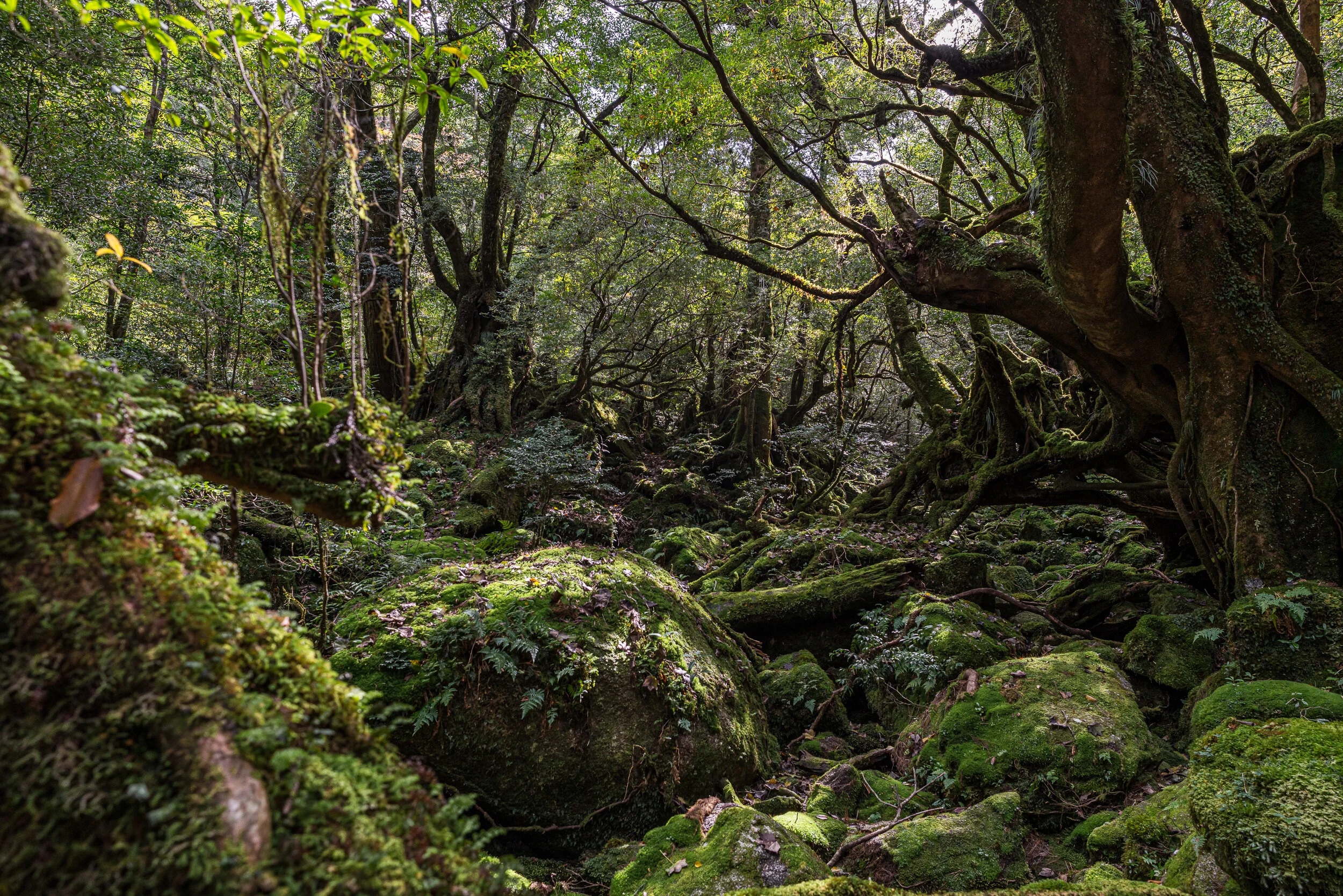 Yakushima-2.jpg