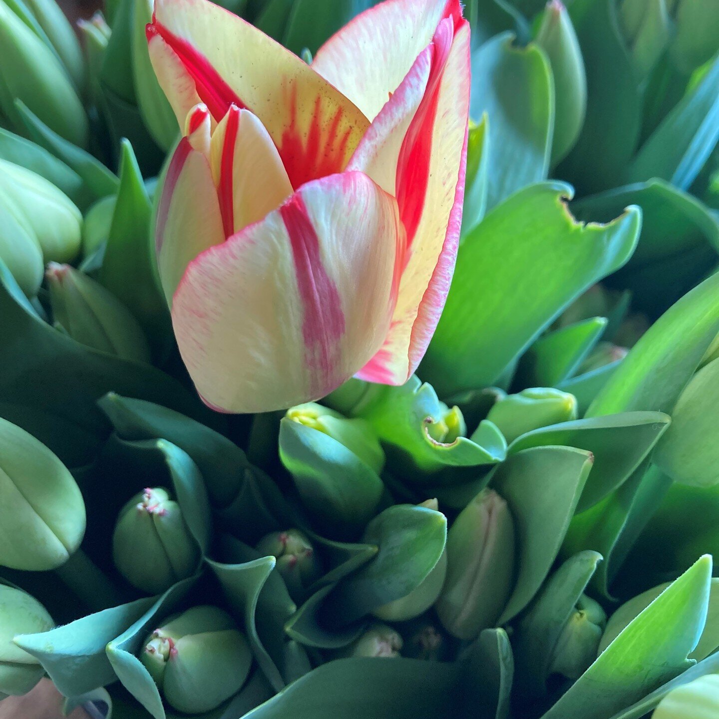 ARK Floral will have tulips for you this Saturday at the Market, open 10 am to 2 pm. 

#tulips #farmersmarket #cooperstown
