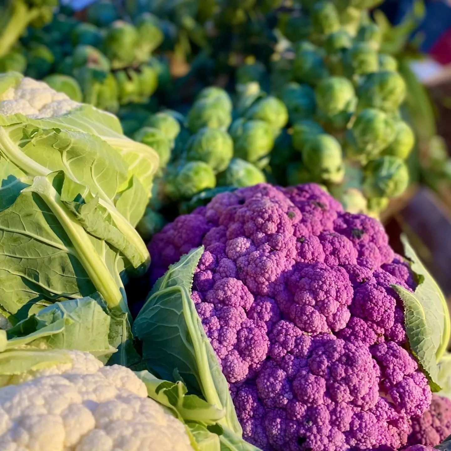 This Saturday, November 8, 9 am to 2 pm shop local from: 
Andy's Edible Gardens
Arabeth Farm
Ariginal Art
Baskets by SusanDee
Bison Island Ranch
Black Willow Pond Farm
Byebrook Farm
Chatty Wren Coffee Roasters
Chloe's Bakeshop
Crystal's Customs
Empir