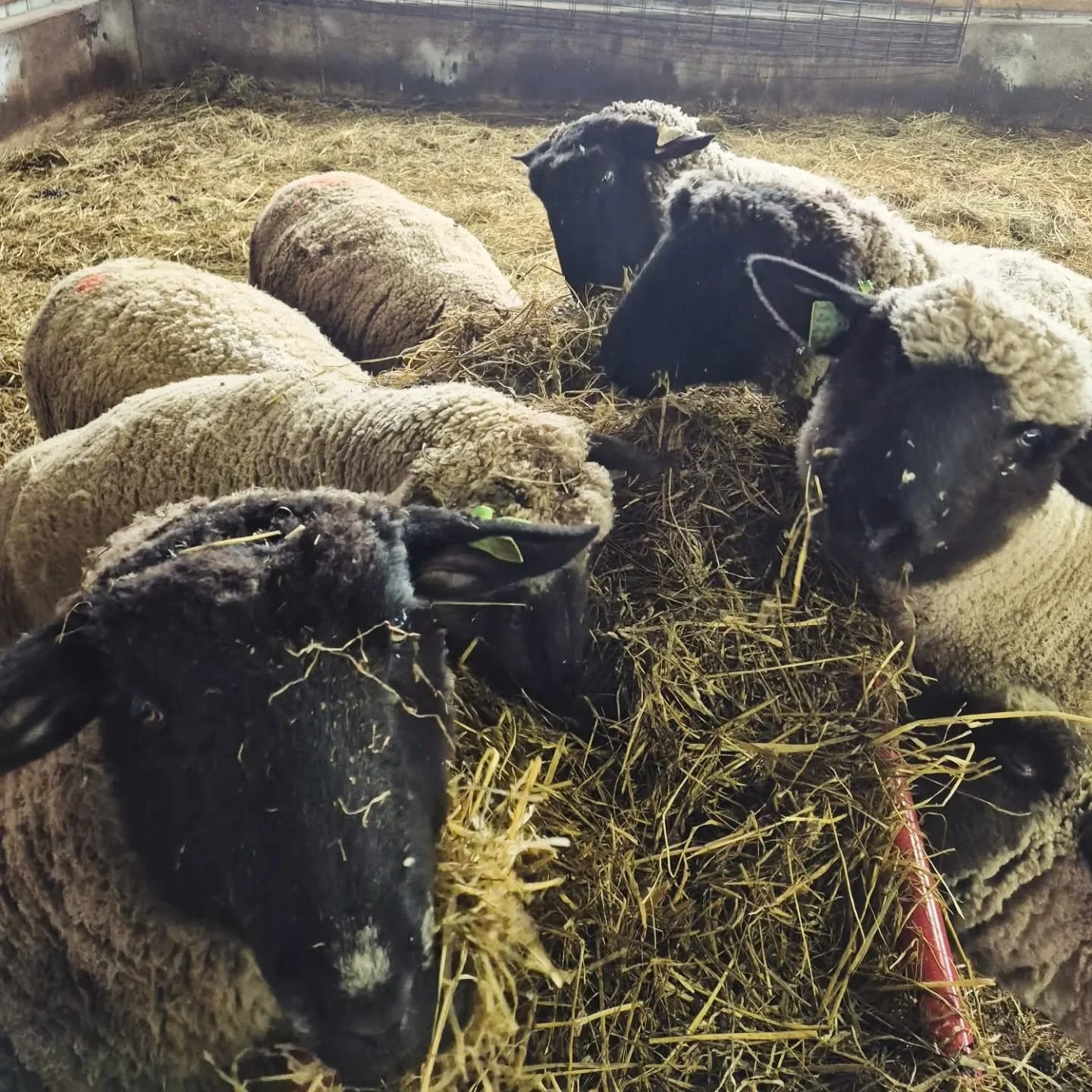 Animals at Arabeth Farm staying warm and well fed during the recent storm. Thank you to the farmers who care for and provide for the animals in every type of weather.

Arabeth Farm is at the Market every Saturday with local organic beef and lamb. 

A