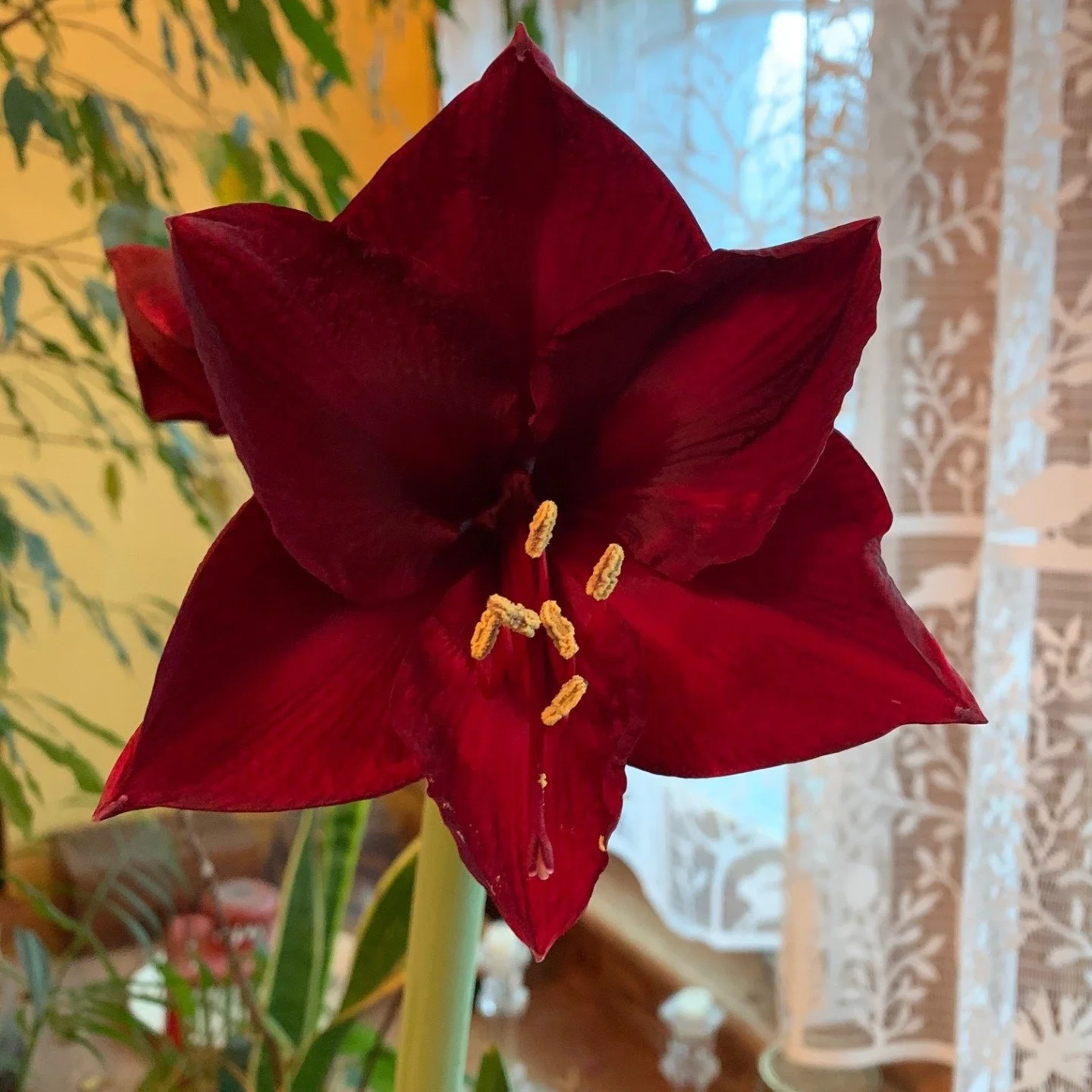 This Saturday at the Farmers' Market, pick up some lovely amaryllis from ARK Floral and pair them with beautiful handblown glass flowers from Crystal's Customs. 

Shop from 24 other local farmers, makers, growers, and artisans, enjoy music by Duopoly