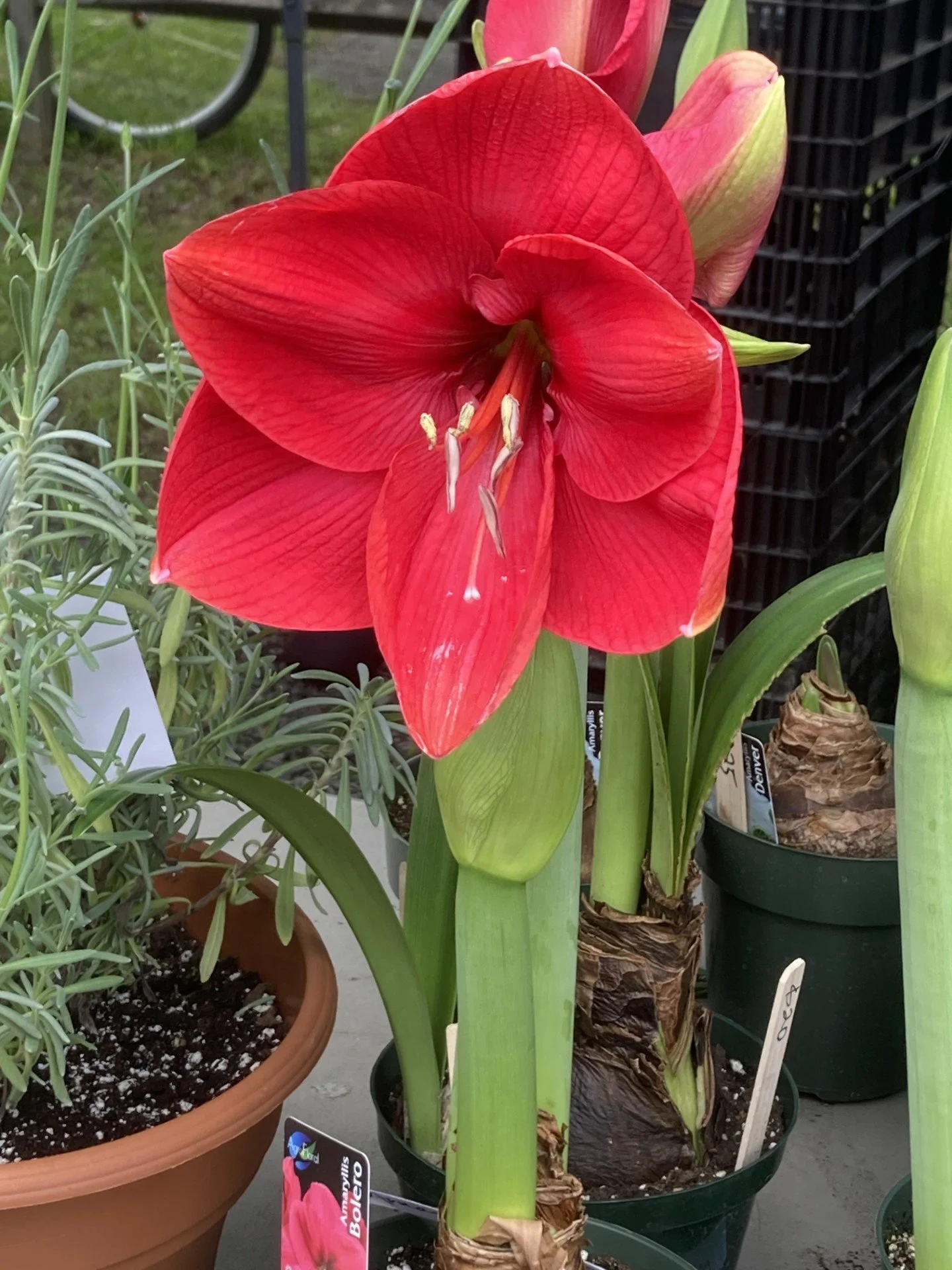 Cooperstown Farmers' Market