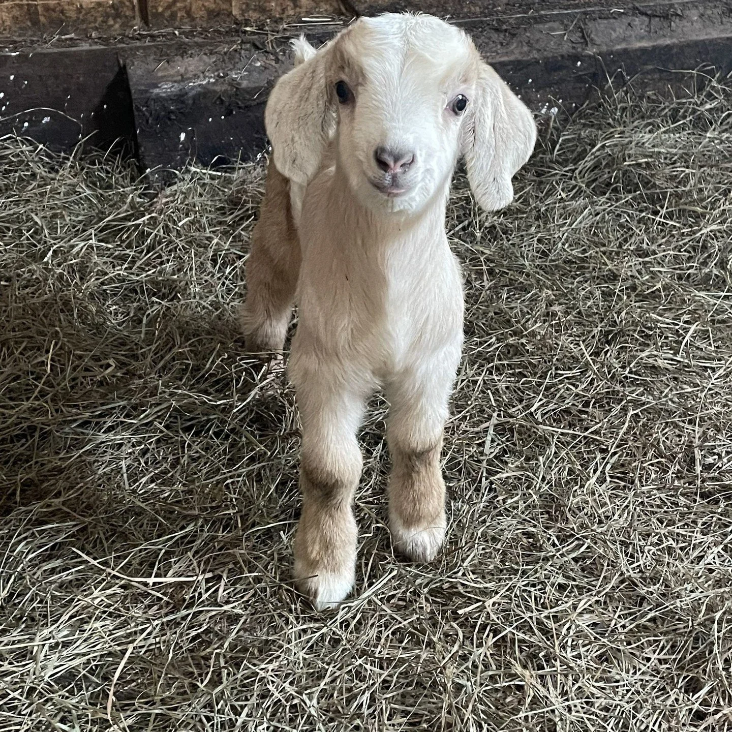 Painted Goat Farm returns to the Market this Saturday, with feta and halloumi cheese, eggs, sausage and pork pancetta. 

Painted Goat joins 25 other local farmers, markers, and artisans, offering up seasonal produce, meat, cheese, eggs, staples, brea