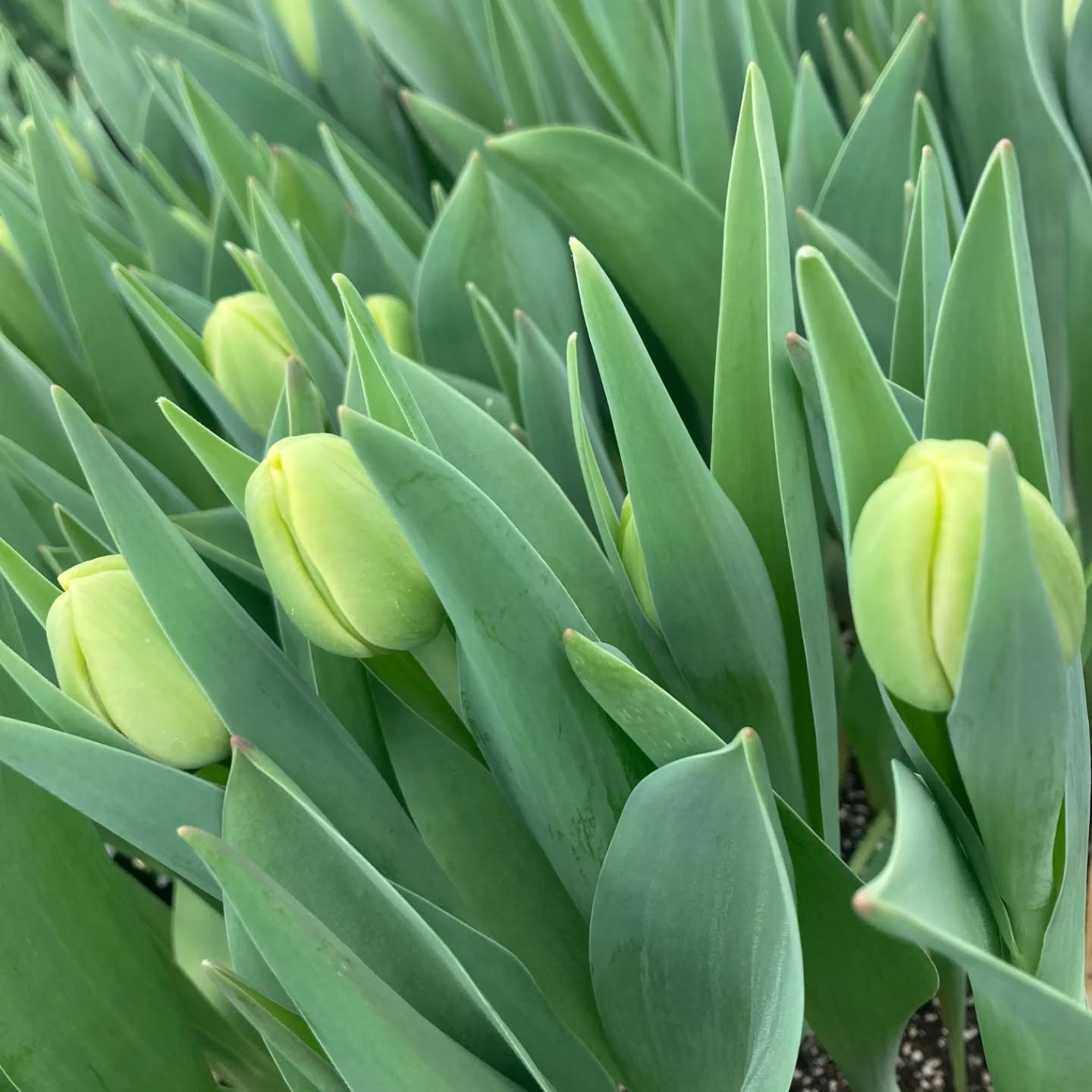 Happy Spring! ARK Floral will be at the Cooperstown Farmers' Market with tulips! 25 more farmers, makers, and artisans will here with local food, gifts, home goods, wellness, and more. 

Open Saturday 10-2

#cooperstownfarmersmarket #tulip #spring