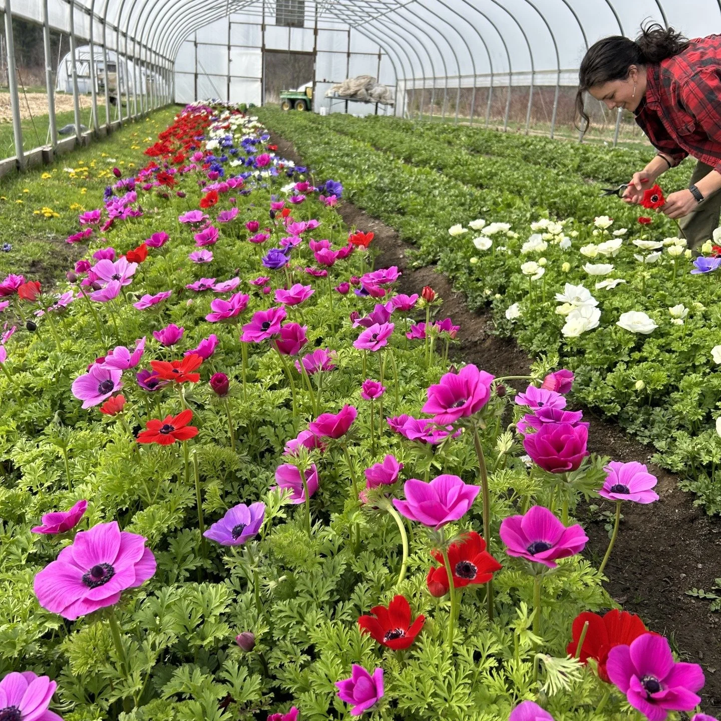 Art Farm Flowers returns to the Cooperstown Farmers' Market Saturday, April 11. They will have gorgeous anemones which they have been growing all winter for you!

@artfarmcutflower joins 
Black Willow Pond Farm
King's Rustic
ARK Floral 
Painted Goat 