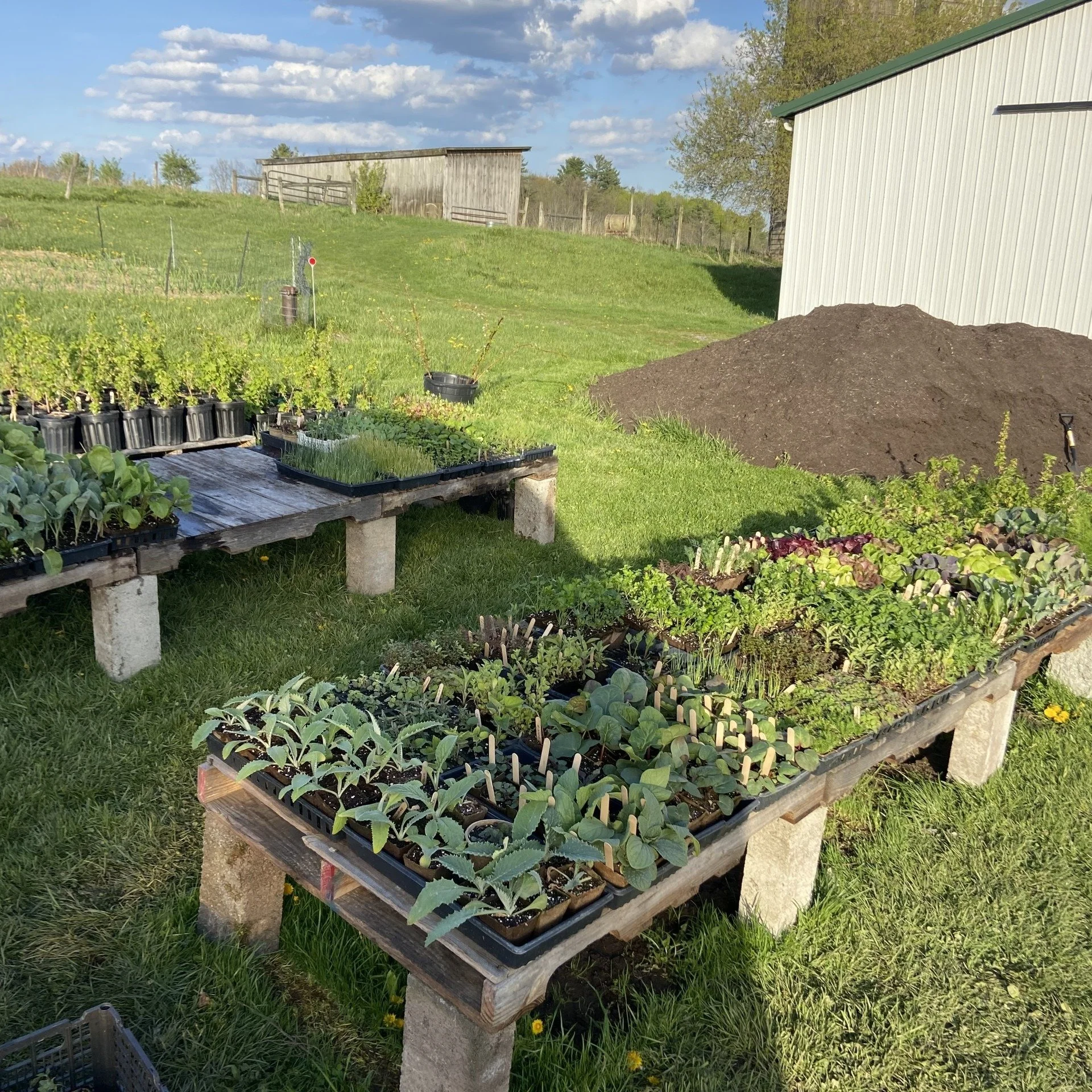 New vendor! Biscuitwood Farm will be at the Market on Saturday, May 9 with cool season plants, all safe to plant now, all in compostable pots. They aim to be single use plastic-free:

-Tender and woody herbs
-Hardy greens (Kale, Chard)
-Cabbages, Bro