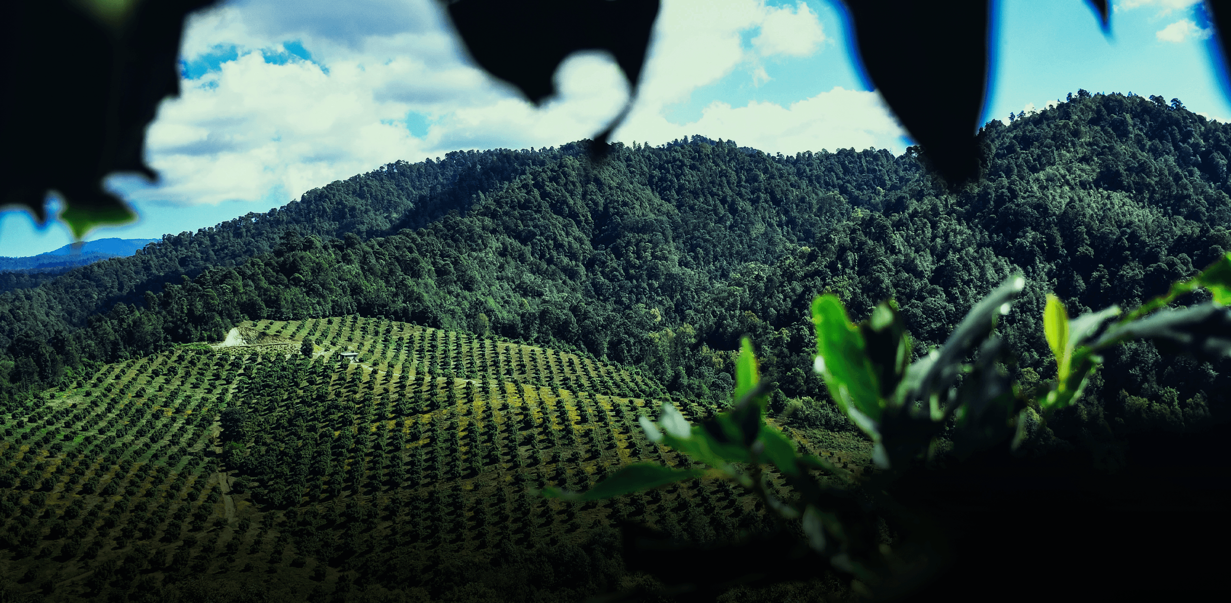 What is the rationale behind investing in Avocados?