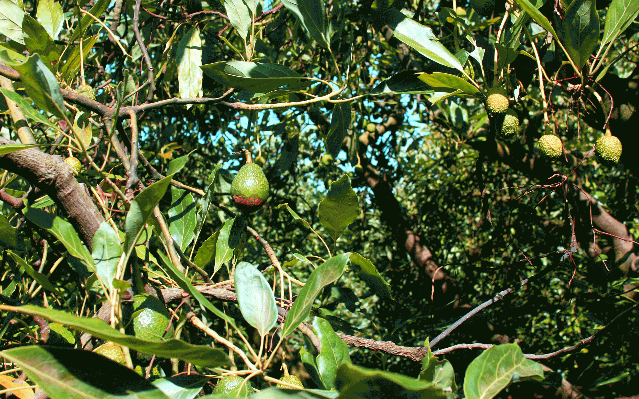 New Orchards for sustainable avocados