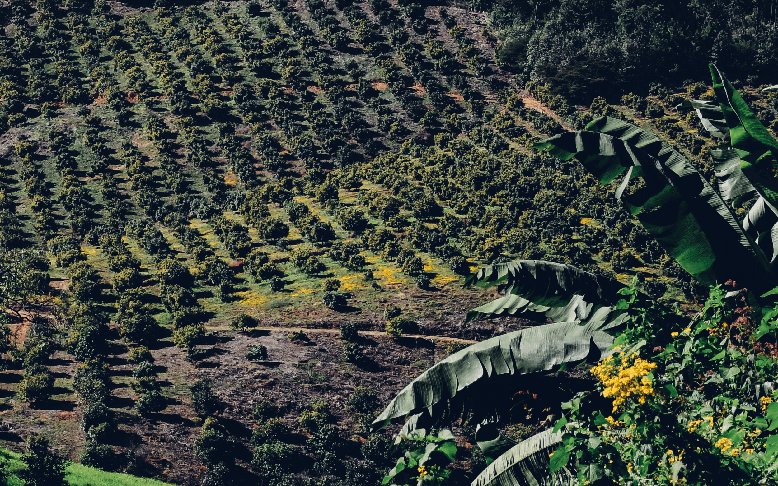 The history of investments in agriculture