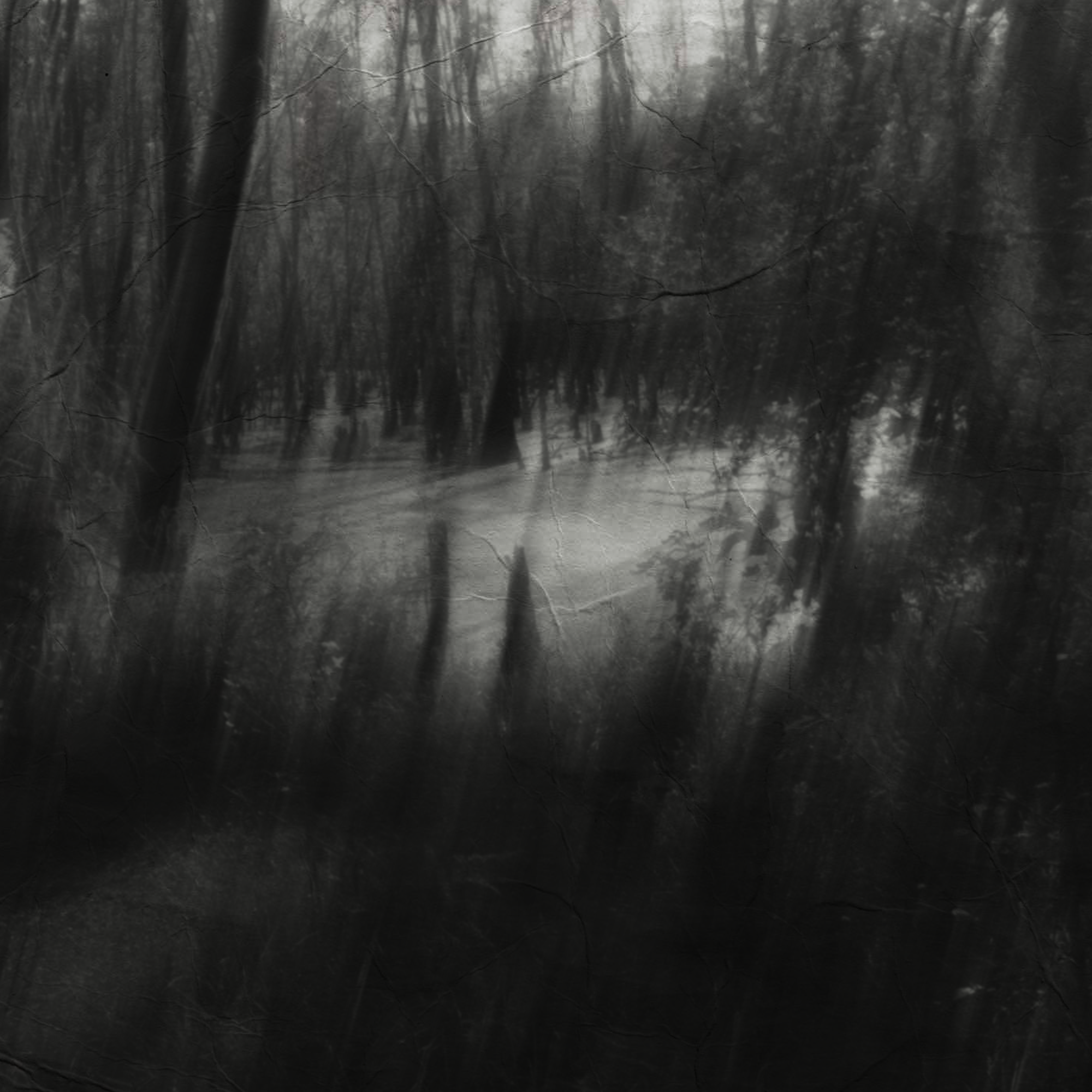 grave of trees rerelease album art_1.png