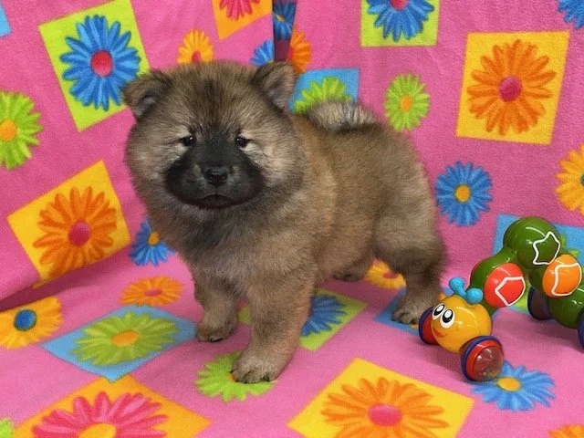 Bella, Sold, going to Arkansas