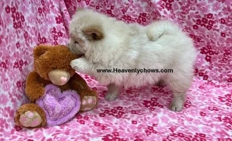 Star   ..Sold going to Missouri