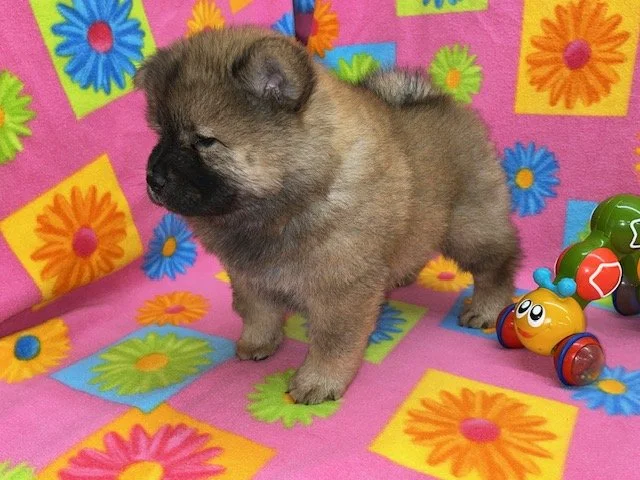 Bella, Sold, going to Arkansas