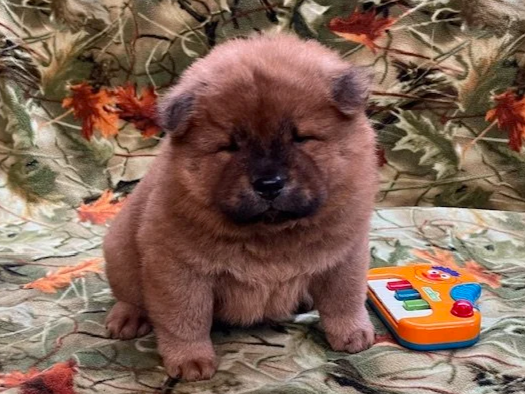Bear .. Sold, going to GA
