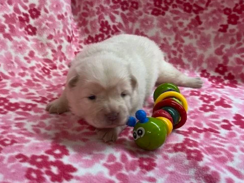 Aspen .. Available